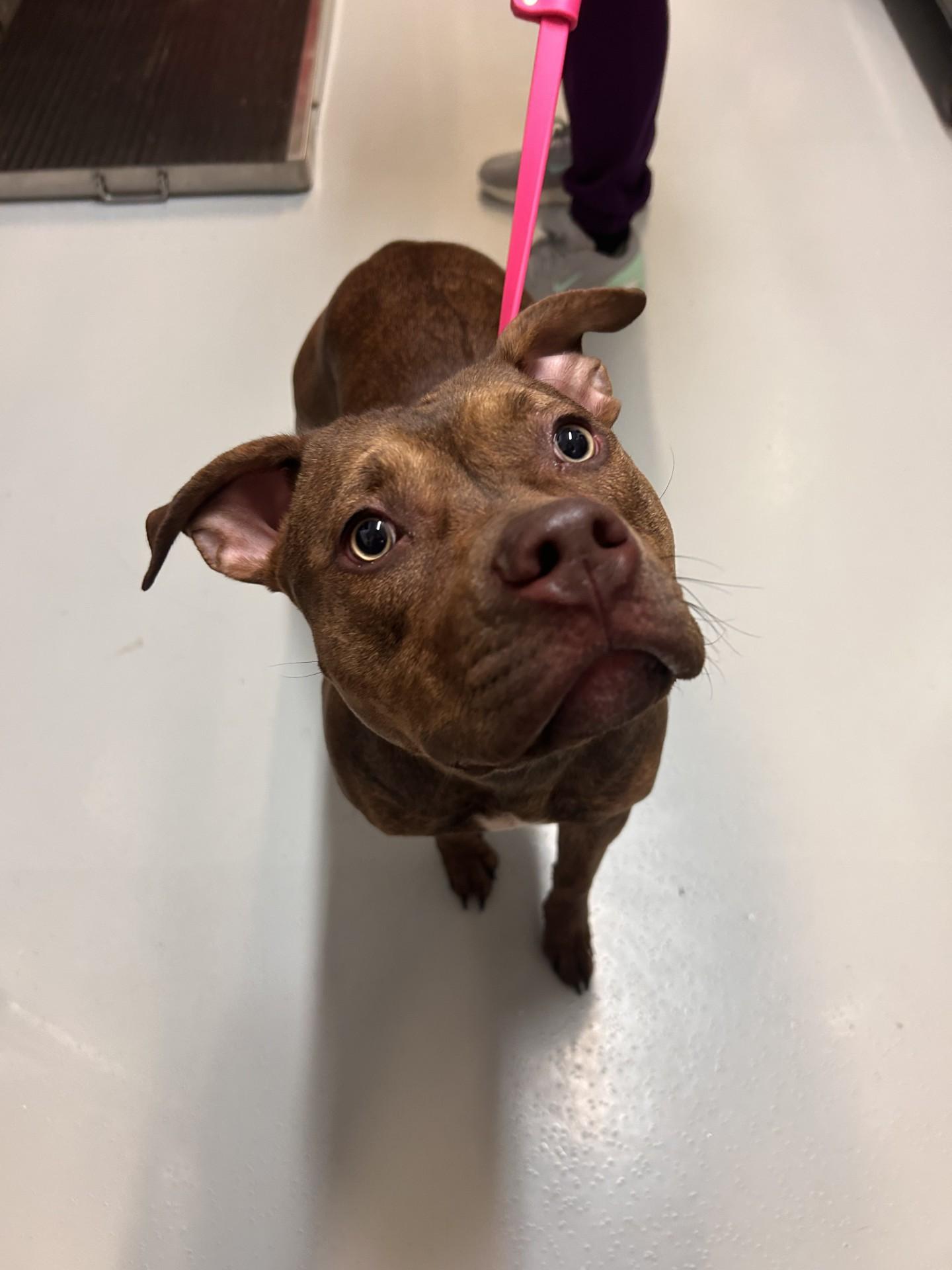 Enlarge Sadie, an adopted Mixed Breed in Germanton, NC image 1/1