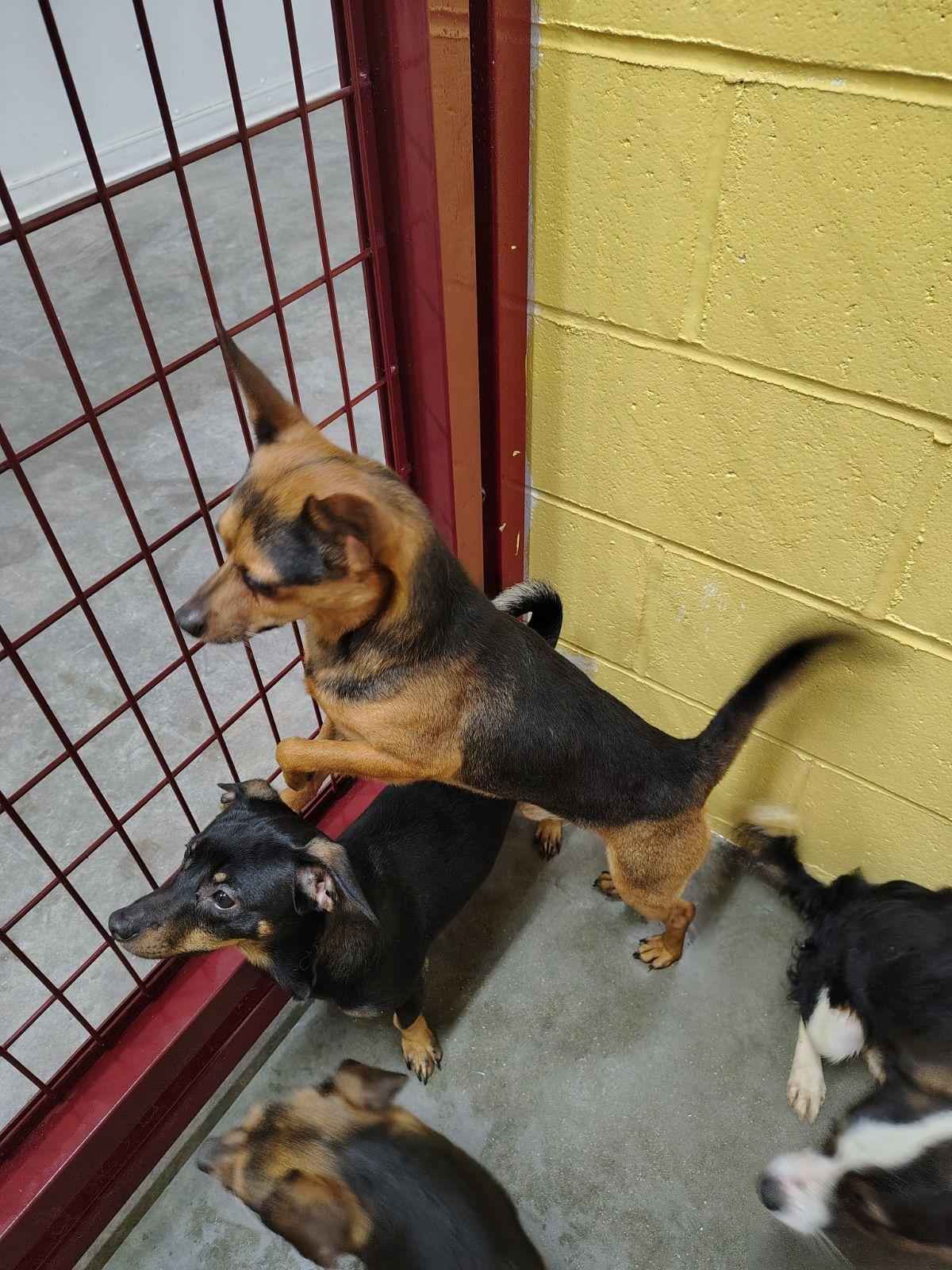Enlarge Bob, a Adoptable mixed breed in Wahpeton, ND image 1/1