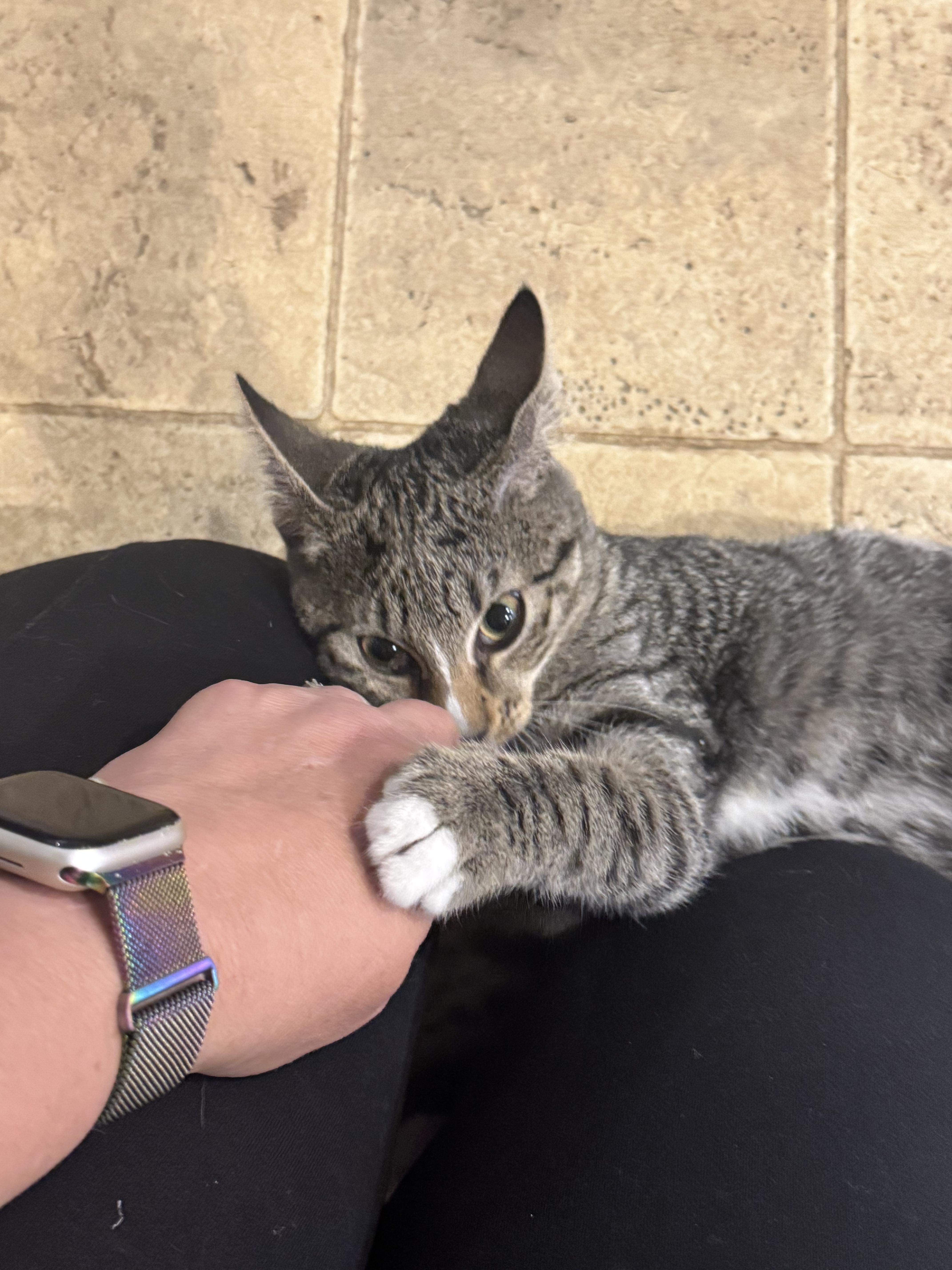 Reese, Adoptable, Kitten Female Domestic Short Hair.
