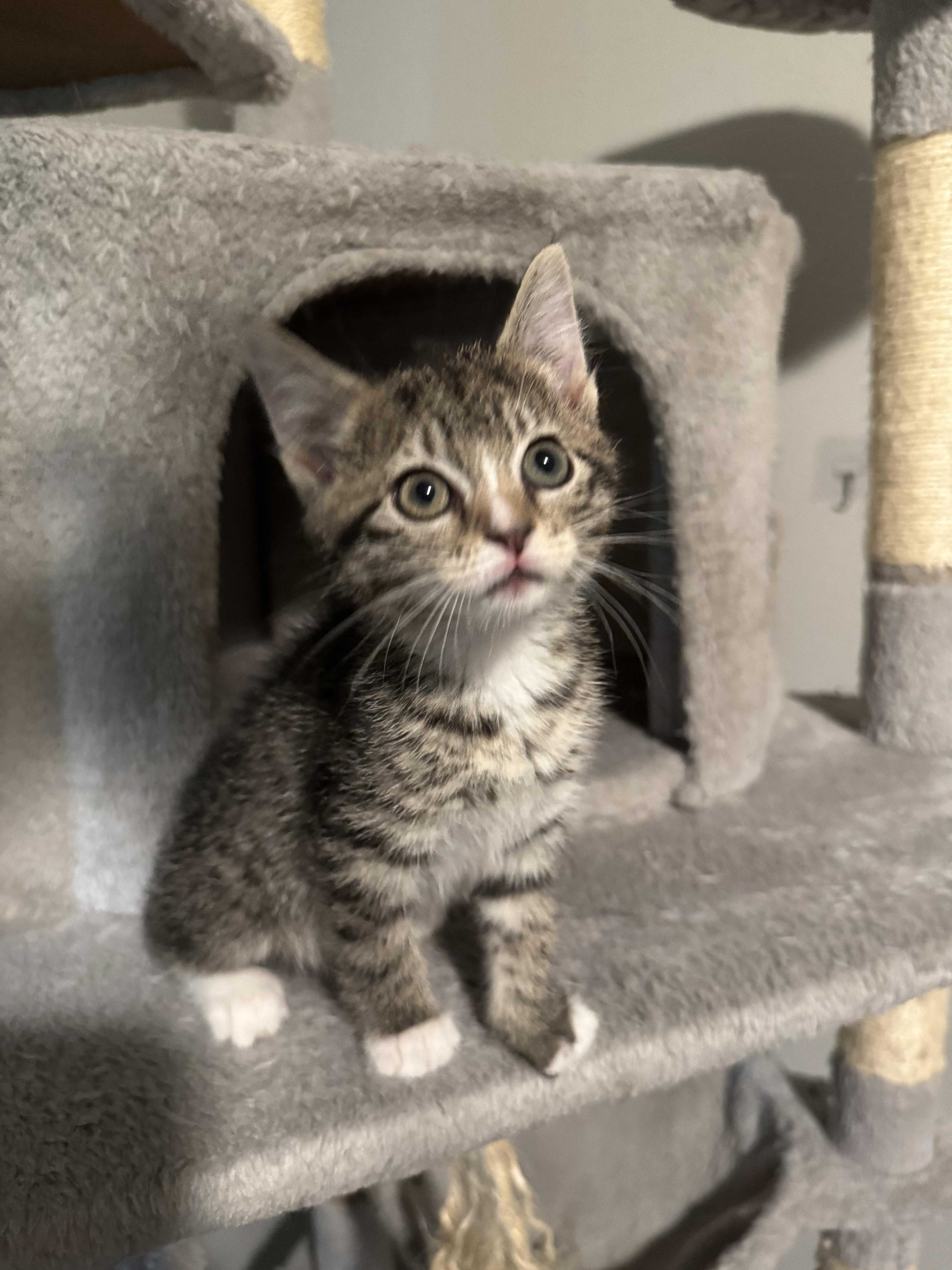 Reese, Adoptable, Kitten Female Domestic Short Hair.