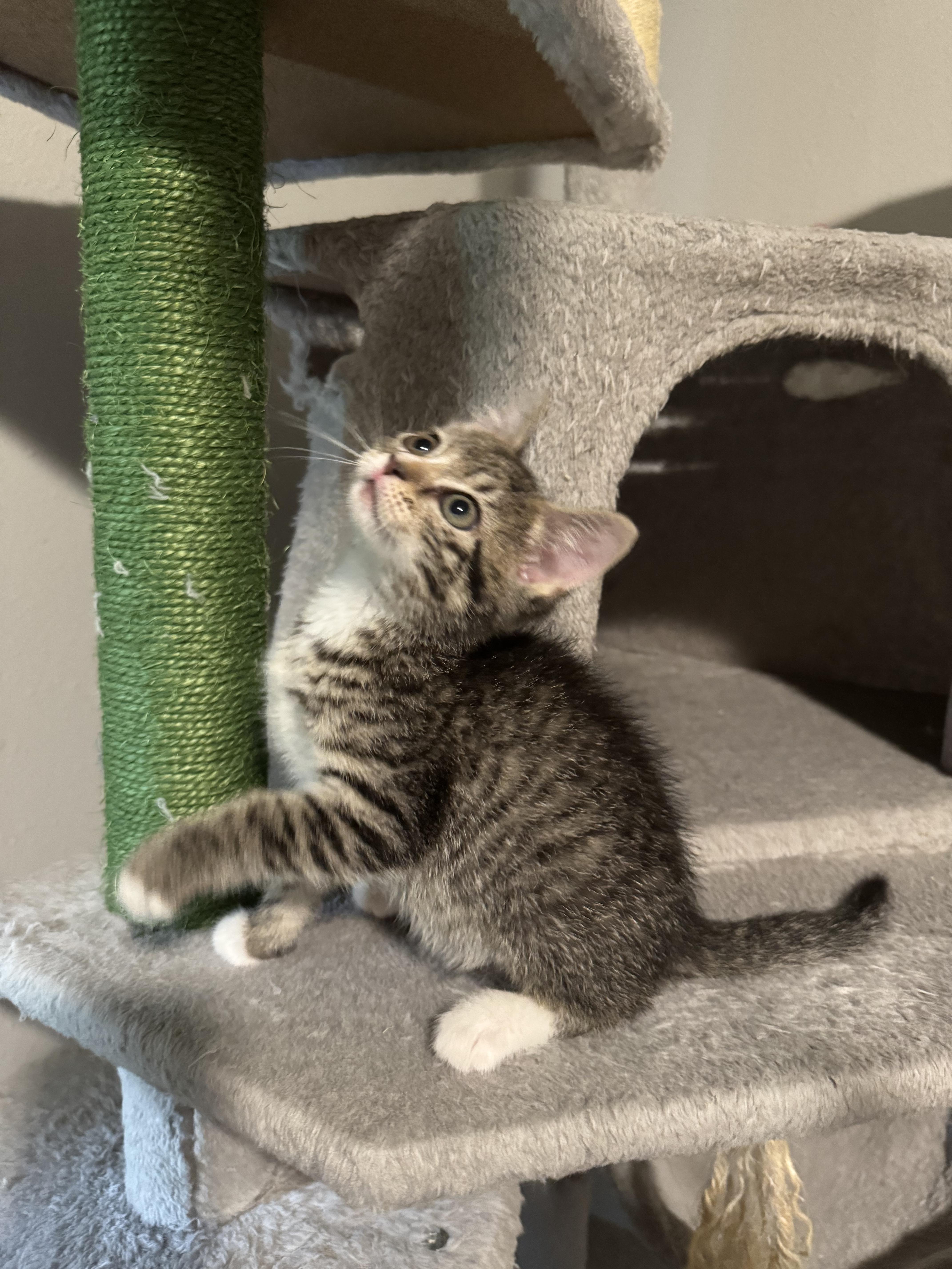 Reese, a Adoptable mixed breed in Springfield, MO image 2/3