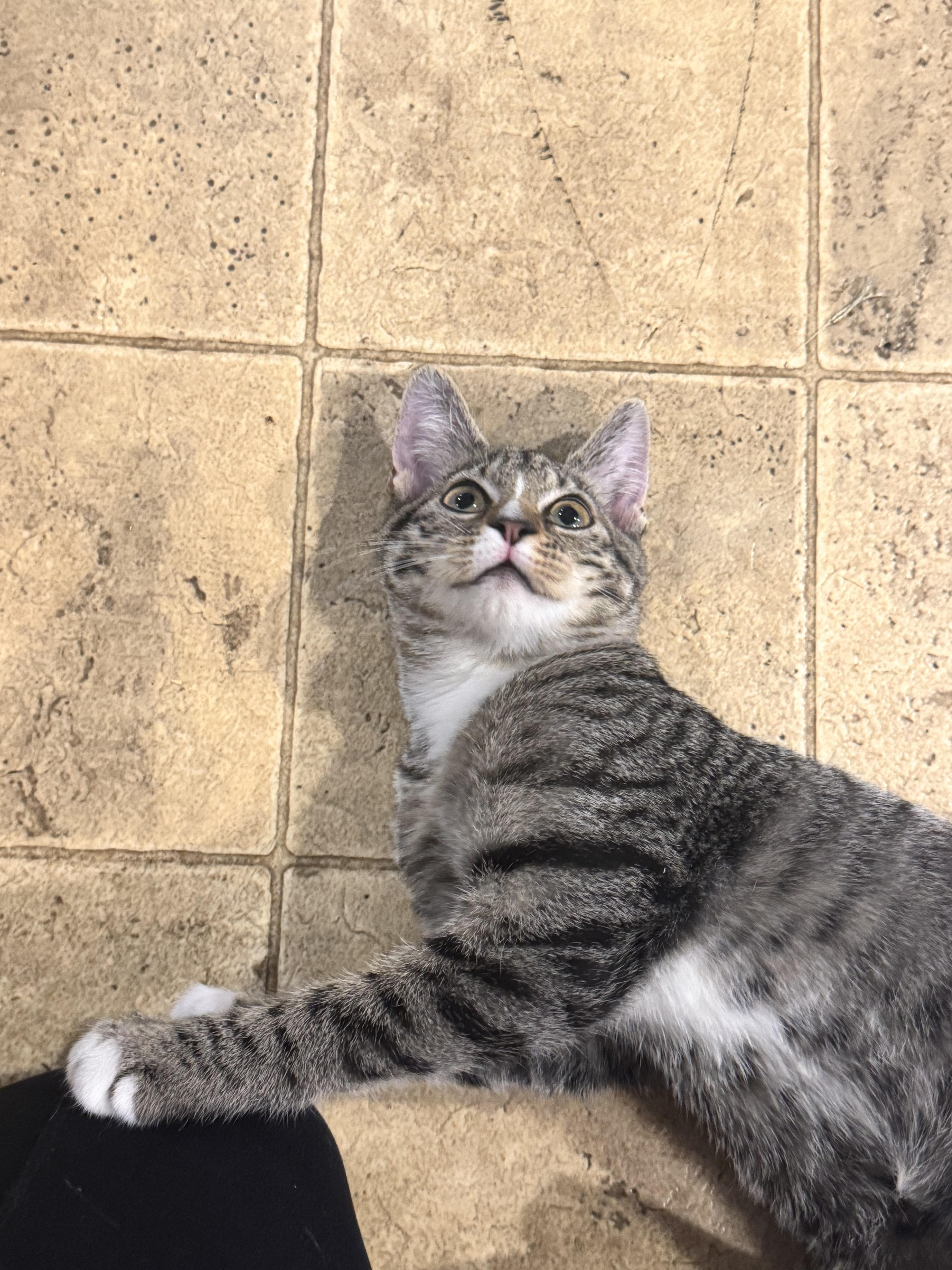Enlarge Reese, a Adoptable mixed breed in Springfield, MO image 5/6