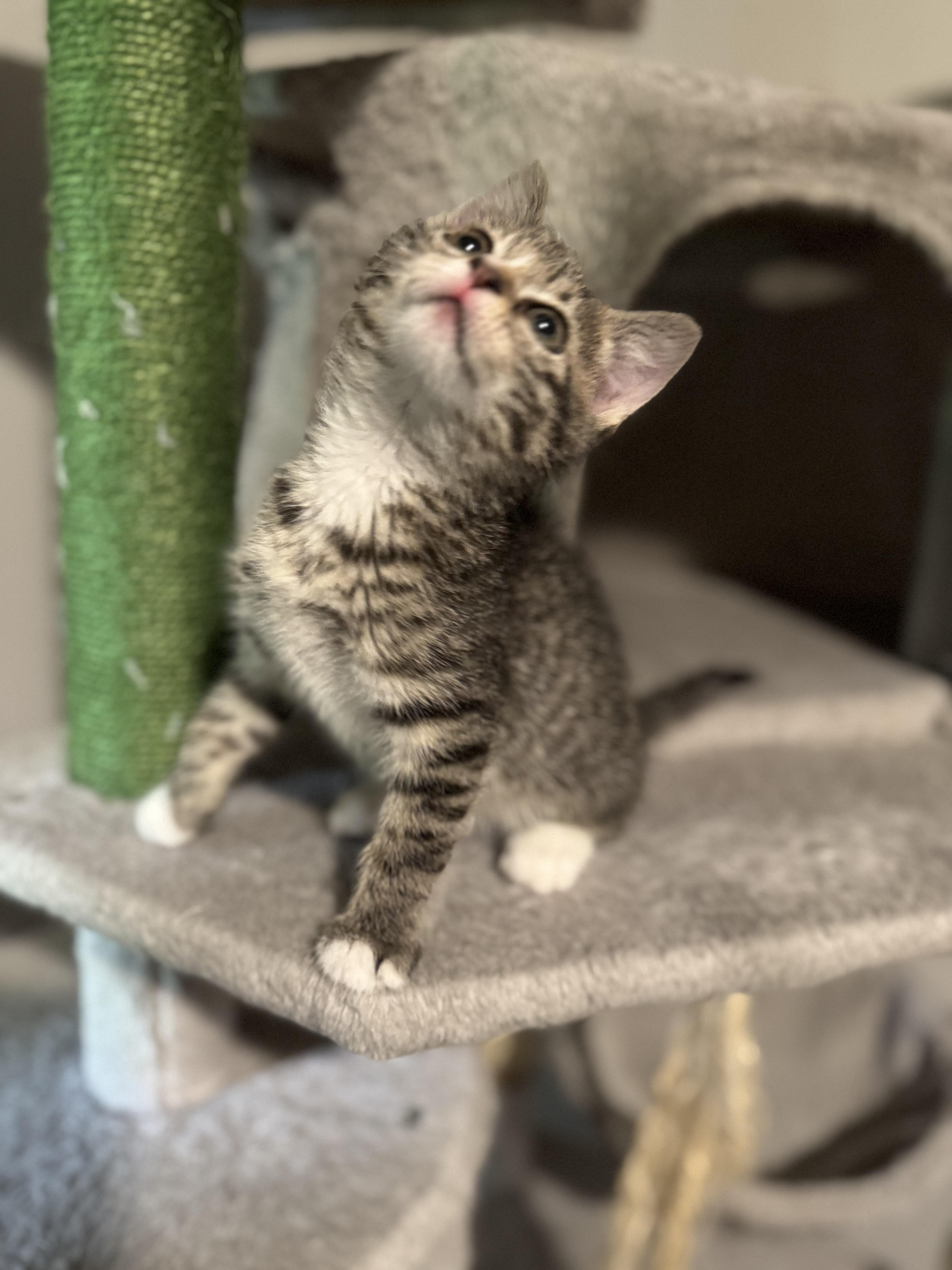 Reese, a Adoptable mixed breed in Springfield, MO image 3/3