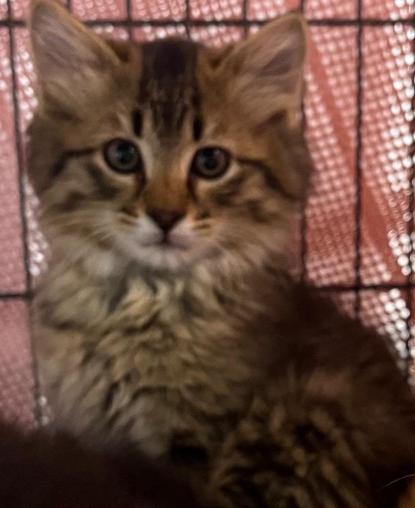 Clove, ADOPTABLE, Young Male Domestic Short Hair.