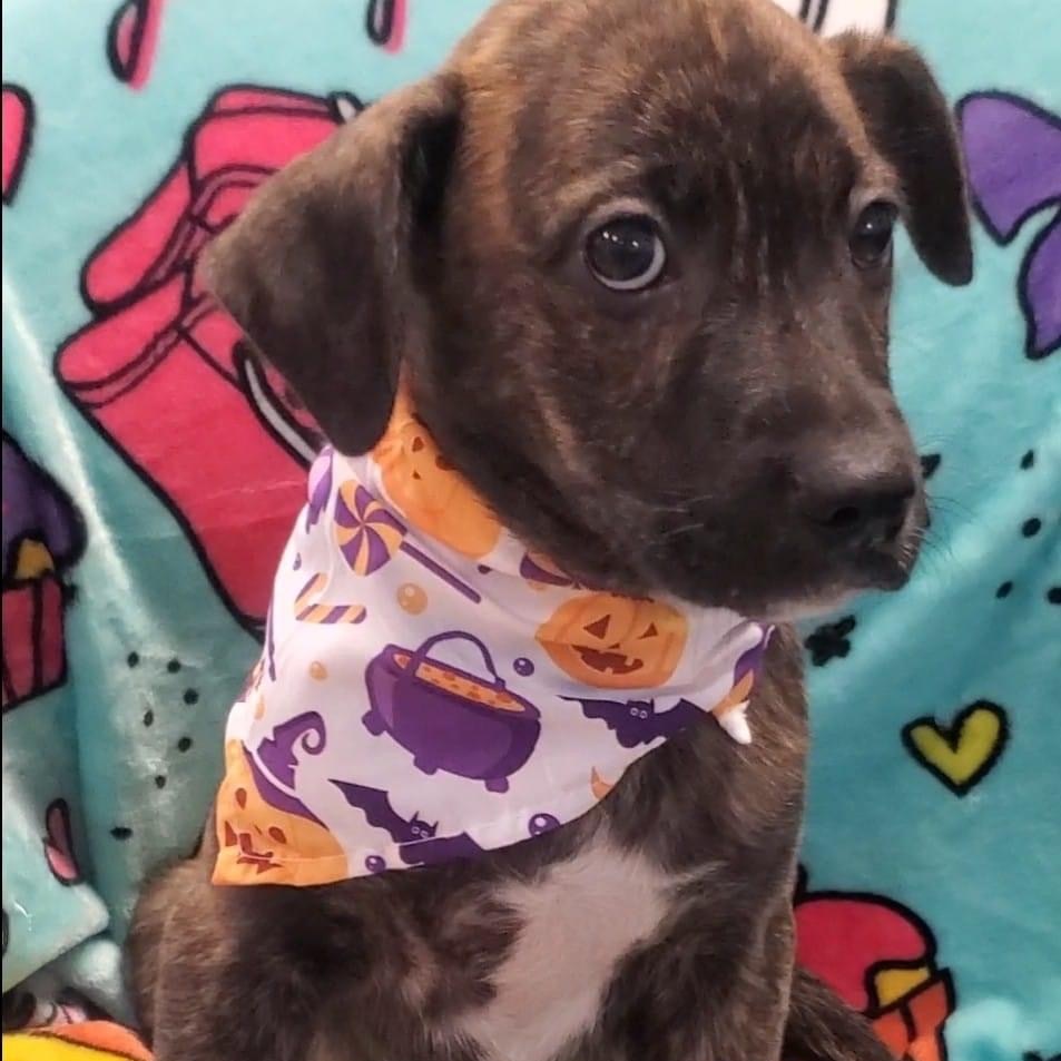 Dog for adoption BONNIE, a Shepherd in East Dover, VT Petfinder