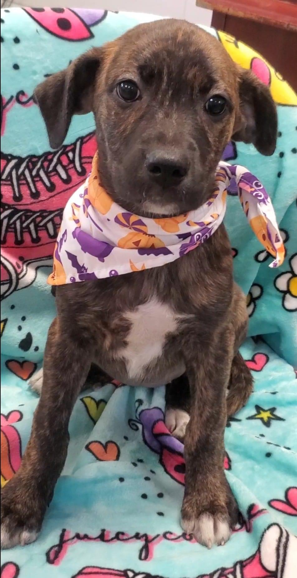 Dog for adoption BONNIE, a Shepherd in East Dover, VT Petfinder