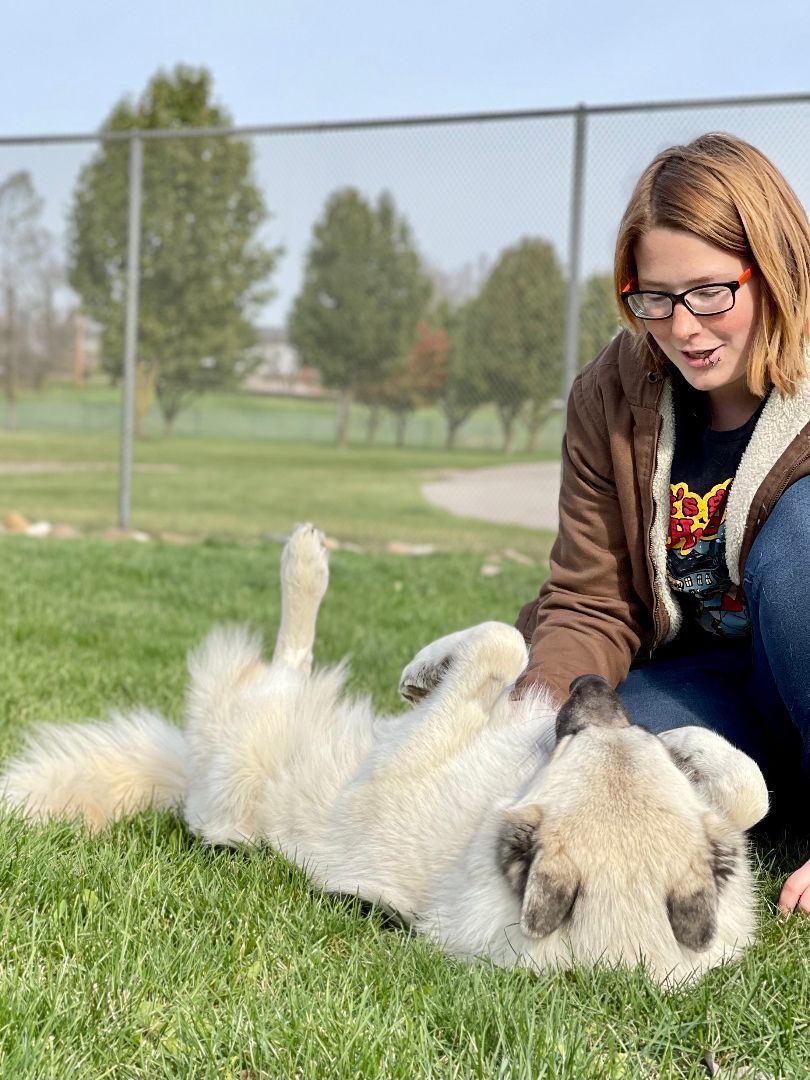 Enlarge Petunia, a Adoptable mixed breed in Lake Odessa, MI image 1/6