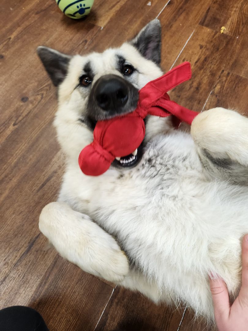 Enlarge Petunia, a Adoptable mixed breed in Lake Odessa, MI image 2/6