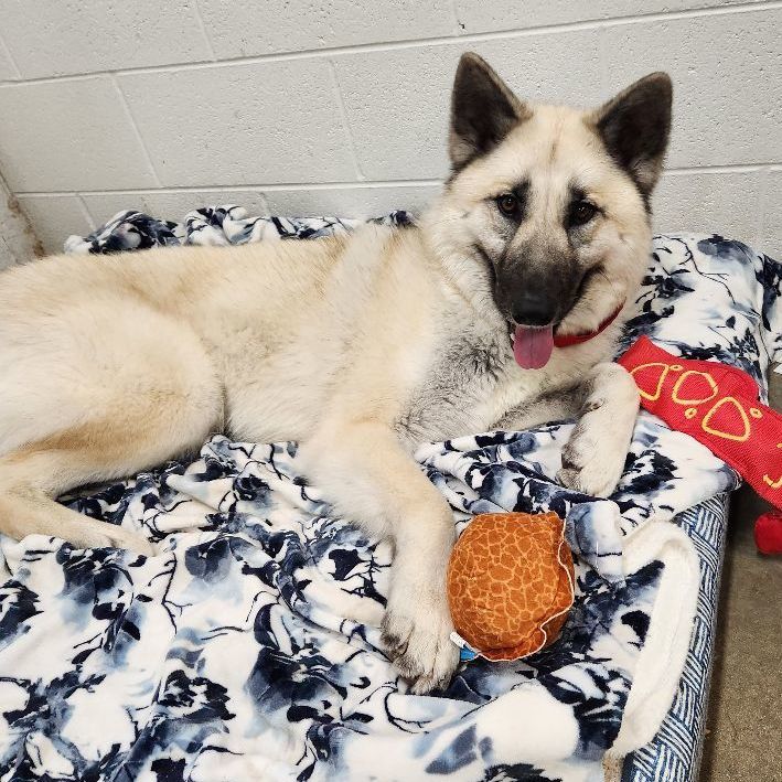 Enlarge Petunia, a Adoptable mixed breed in Lake Odessa, MI image 3/6