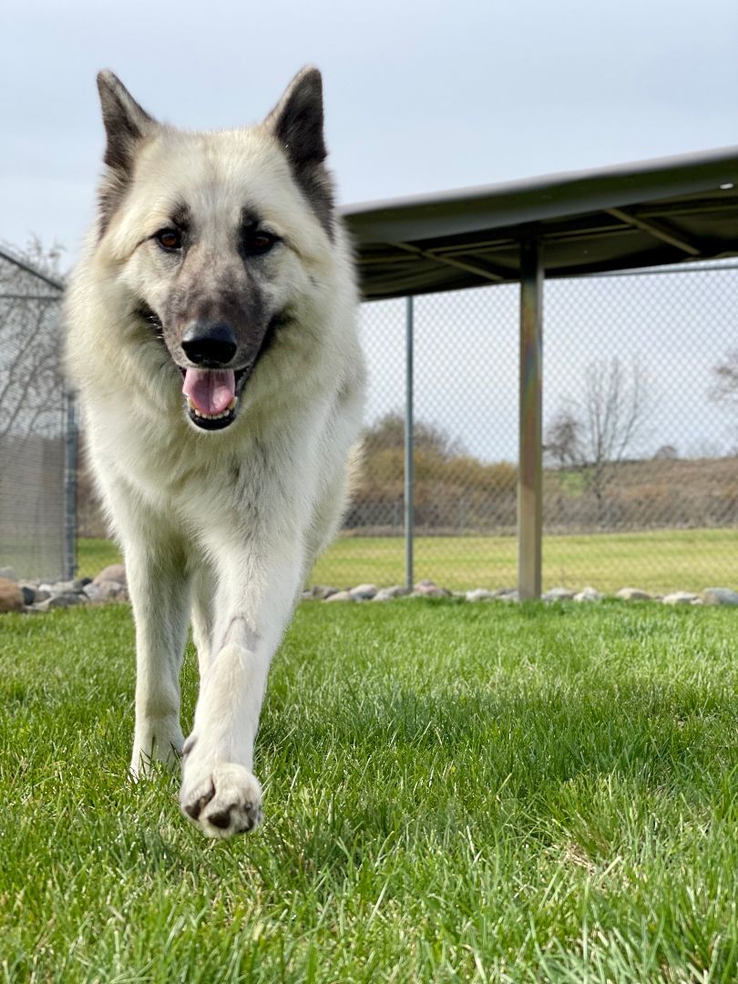 Enlarge Petunia, a Adoptable mixed breed in Lake Odessa, MI image 4/6