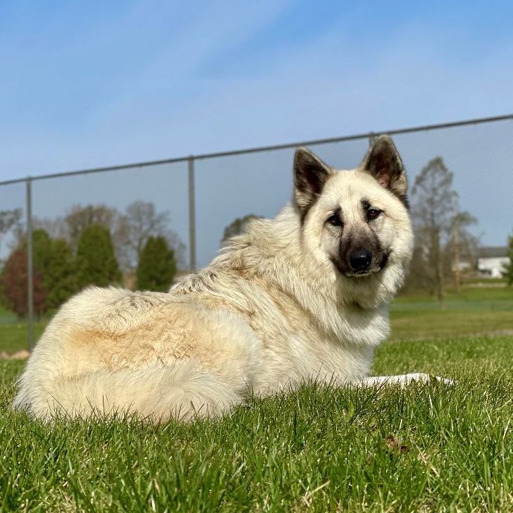 Enlarge Petunia, a Adoptable mixed breed in Lake Odessa, MI image 5/6