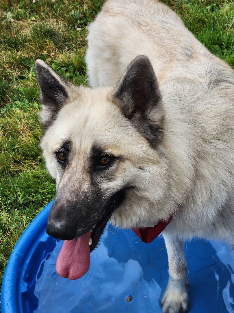 Enlarge Petunia, a Adoptable mixed breed in Lake Odessa, MI image 6/6