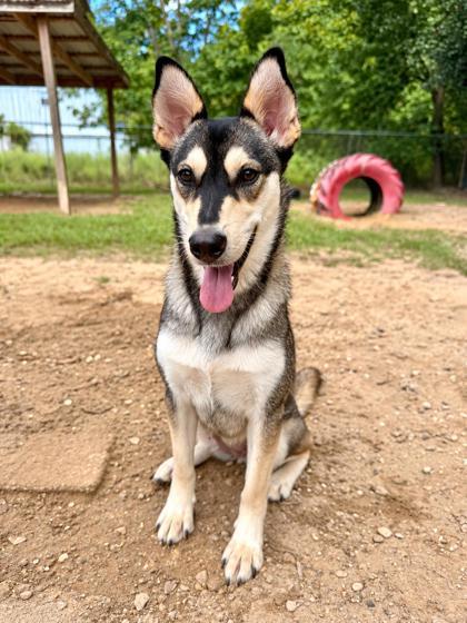 April, Adoptable, Young Female Siberian Husky & Mixed Breed.