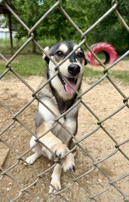 Enlarge April, a Adoptable mixed breed in Picayune, MS image 2/3