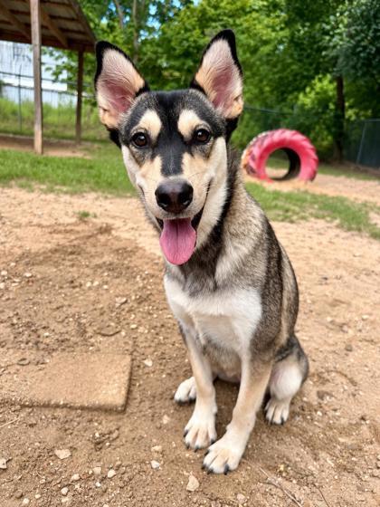 Enlarge April, a Adoptable mixed breed in Picayune, MS image 3/3