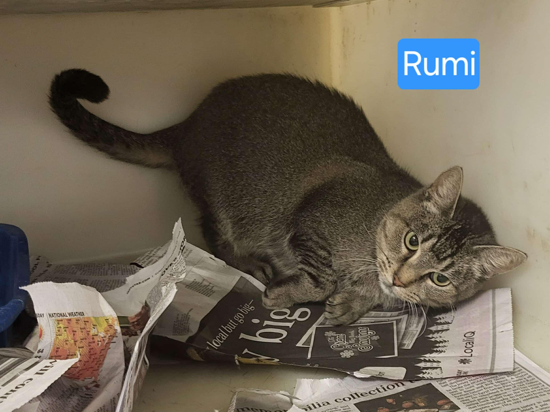 Rumi