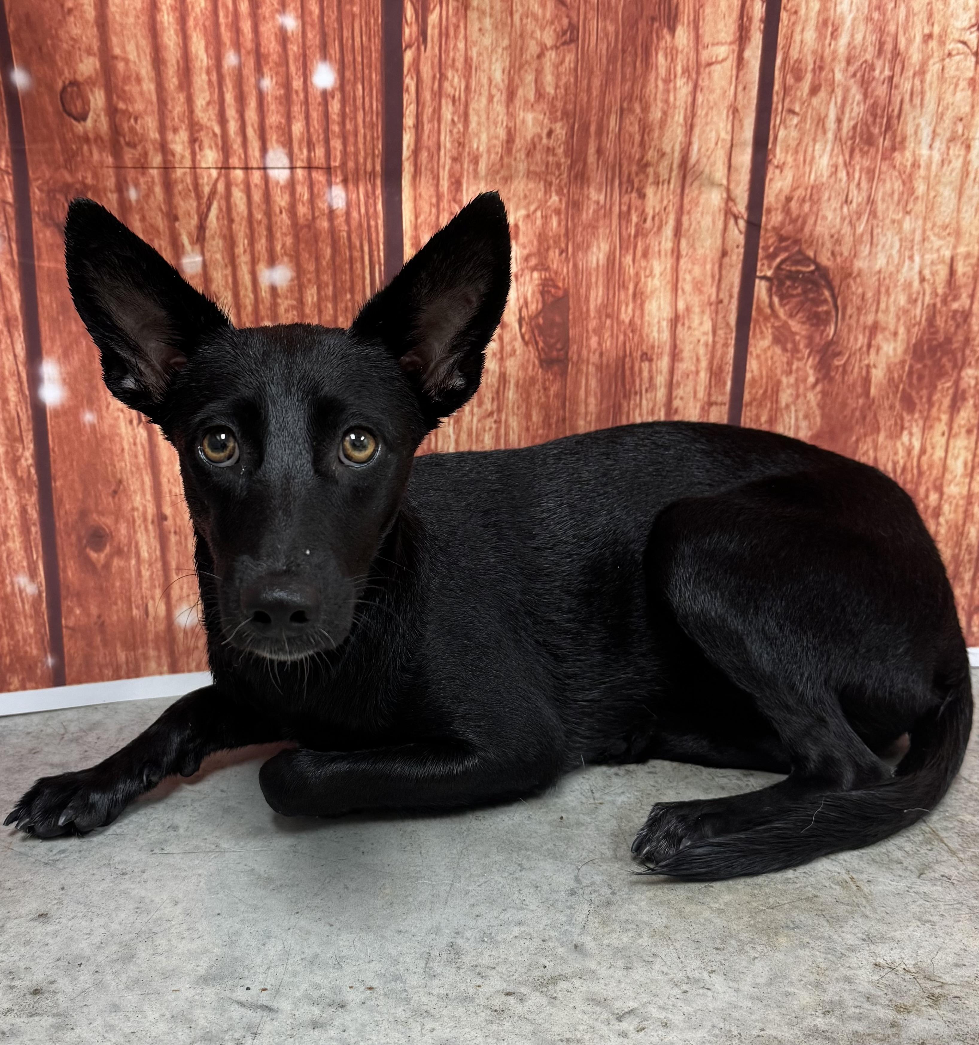Enlarge Reba, a Adoptable mixed breed in Brigham City, UT image 6/6