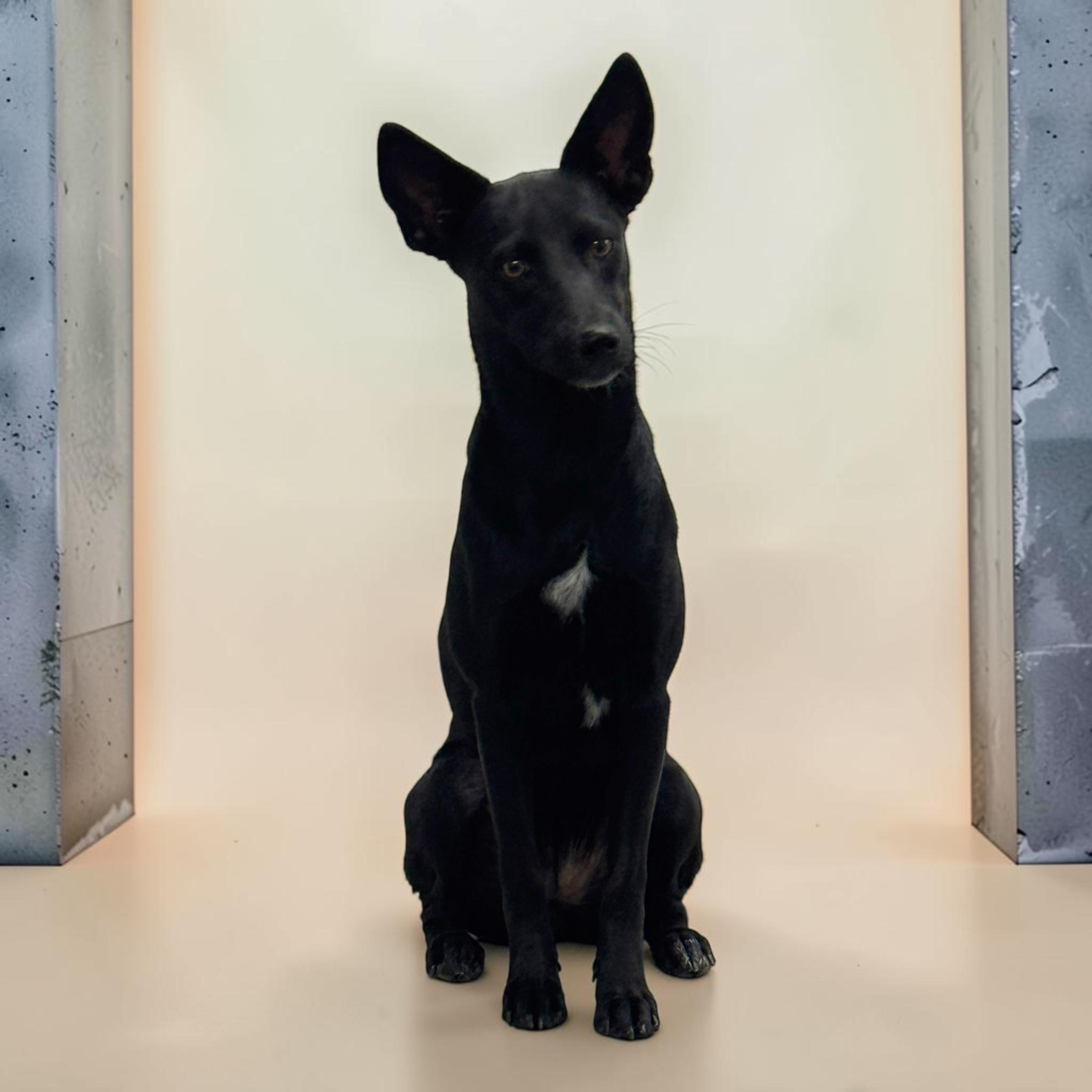Enlarge Reba, a Adoptable mixed breed in Brigham City, UT image 4/6