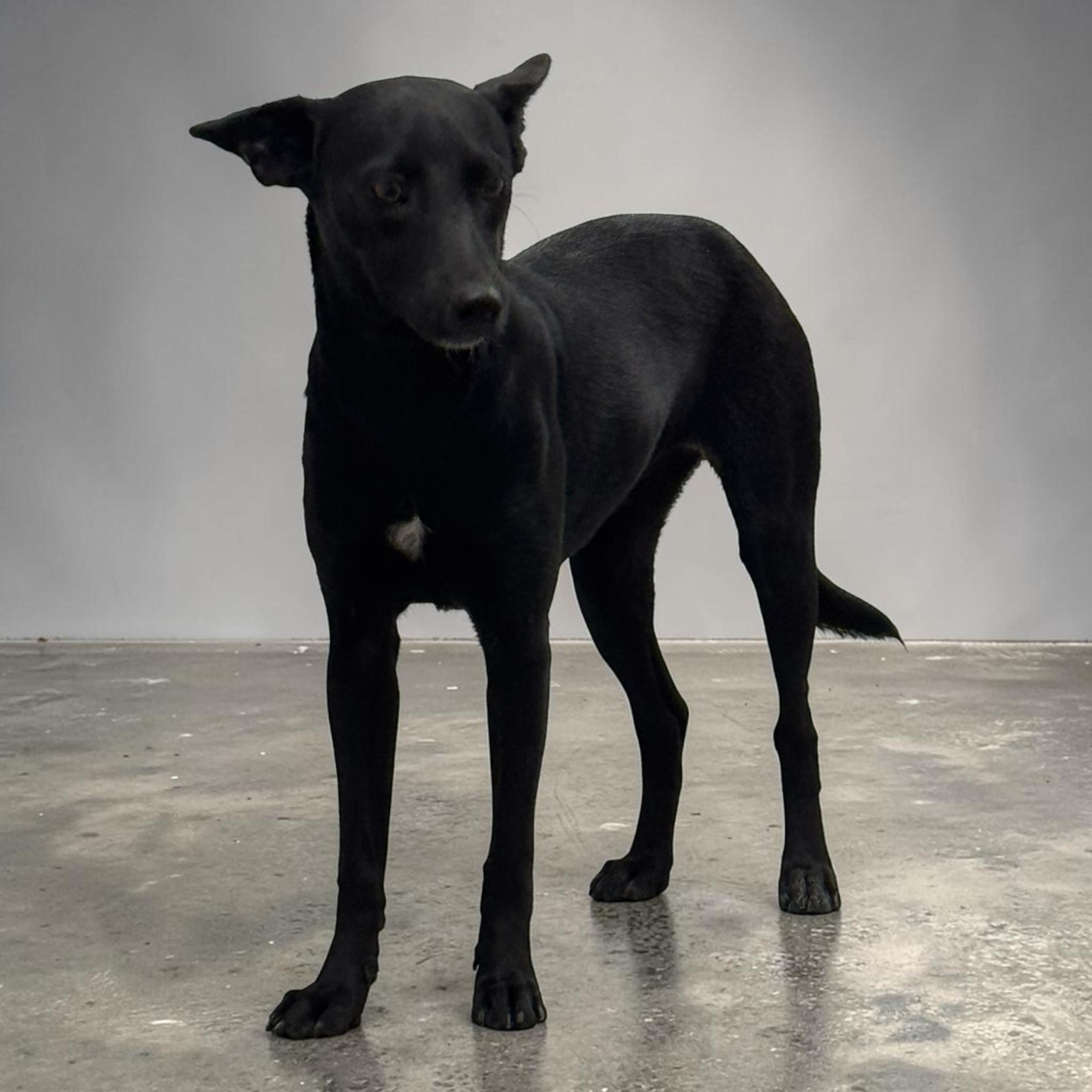 Enlarge Reba, a Adoptable mixed breed in Brigham City, UT image 3/6