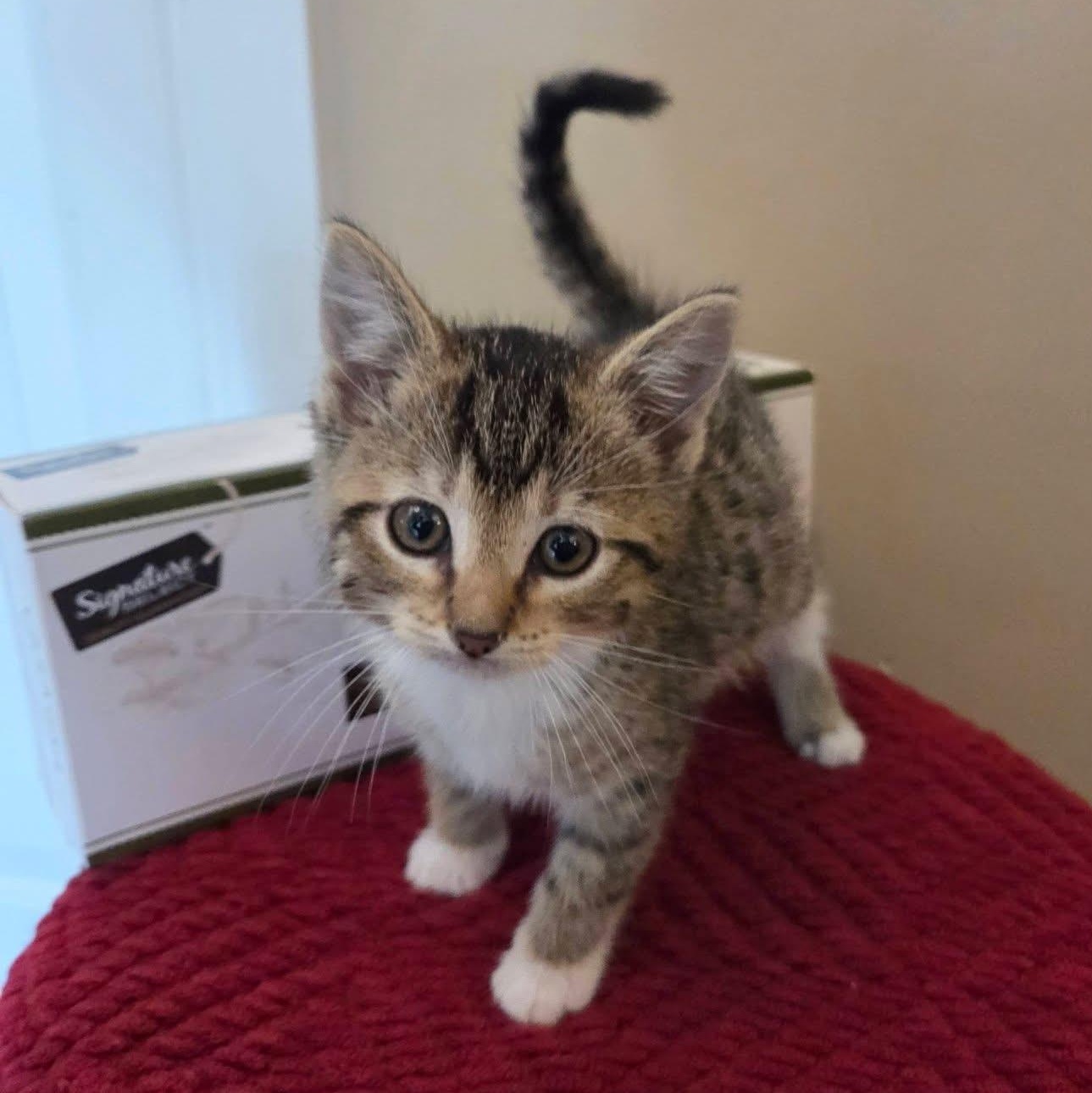 Enlarge Pooky, an adopted mixed breed in McHenry, IL image 1/1