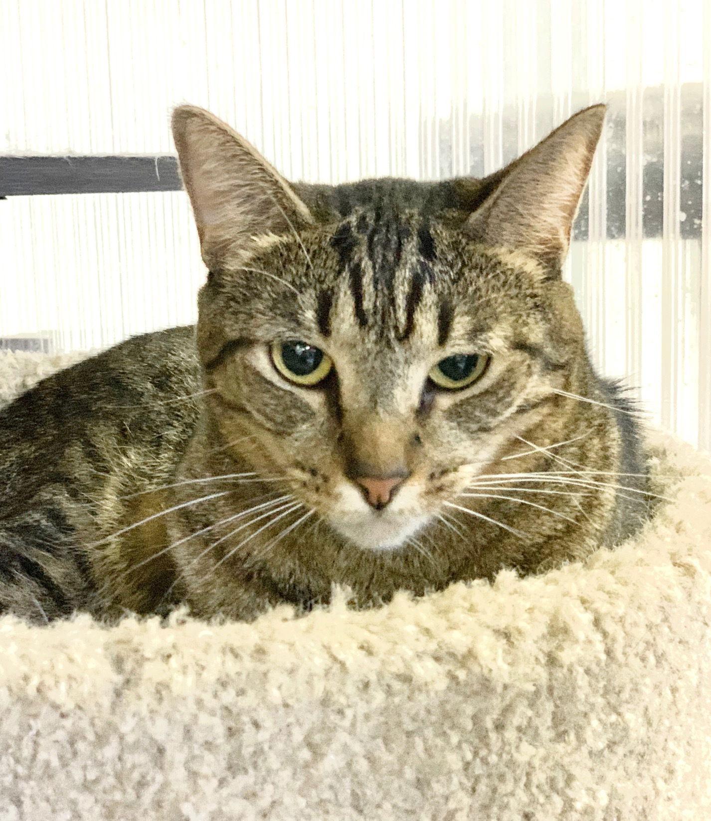 Enlarge Jessica, a Adoptable Domestic Short Hair in Margate, FL image 1/3