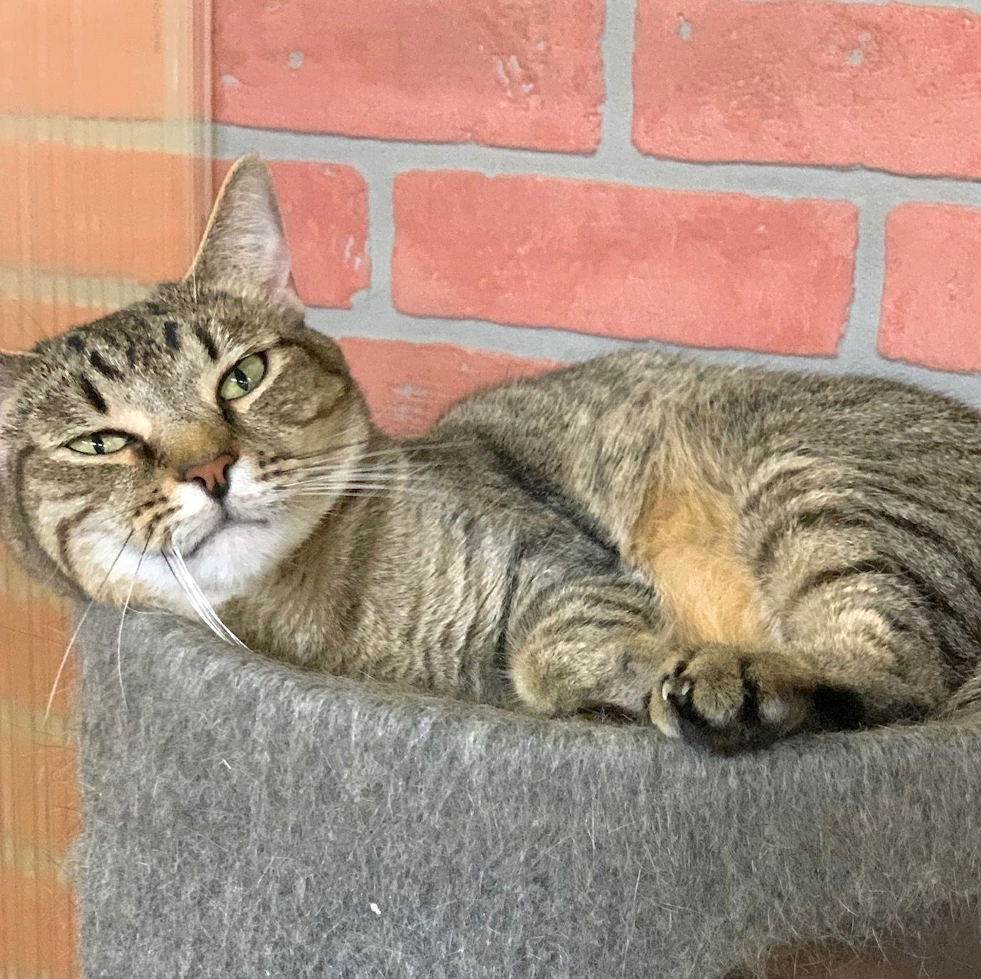 Enlarge Jessica, a Adoptable Domestic Short Hair in Margate, FL image 2/3