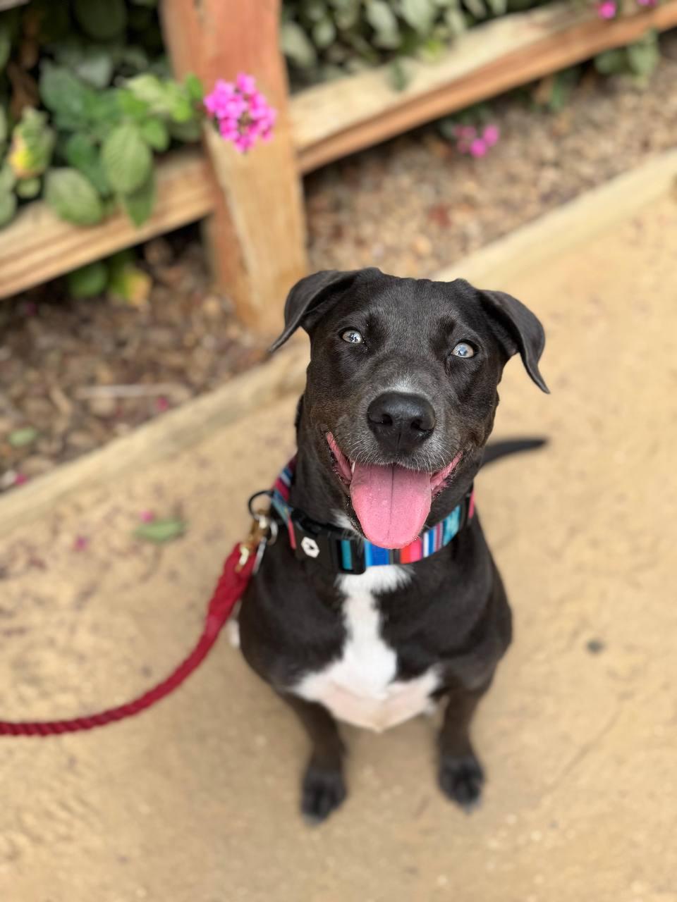 Tizzy, Adoptable, Young Female Pit Bull Terrier & Weimaraner.
