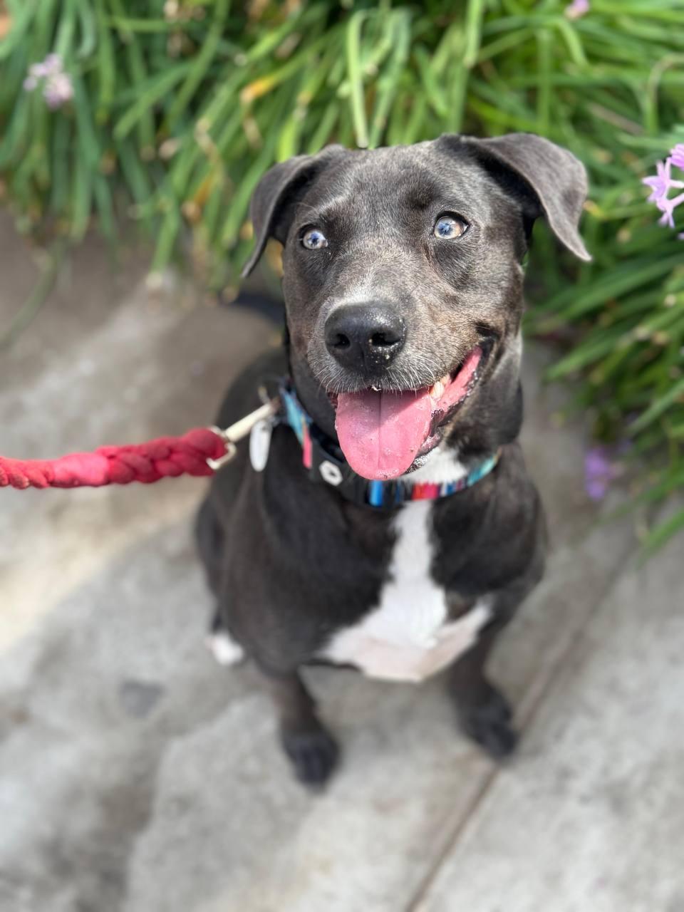 Tizzy, a Adoptable mixed breed in Los Angeles, CA image 2/6