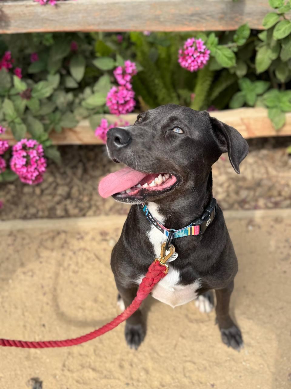 Tizzy, a Adoptable mixed breed in Los Angeles, CA image 3/6