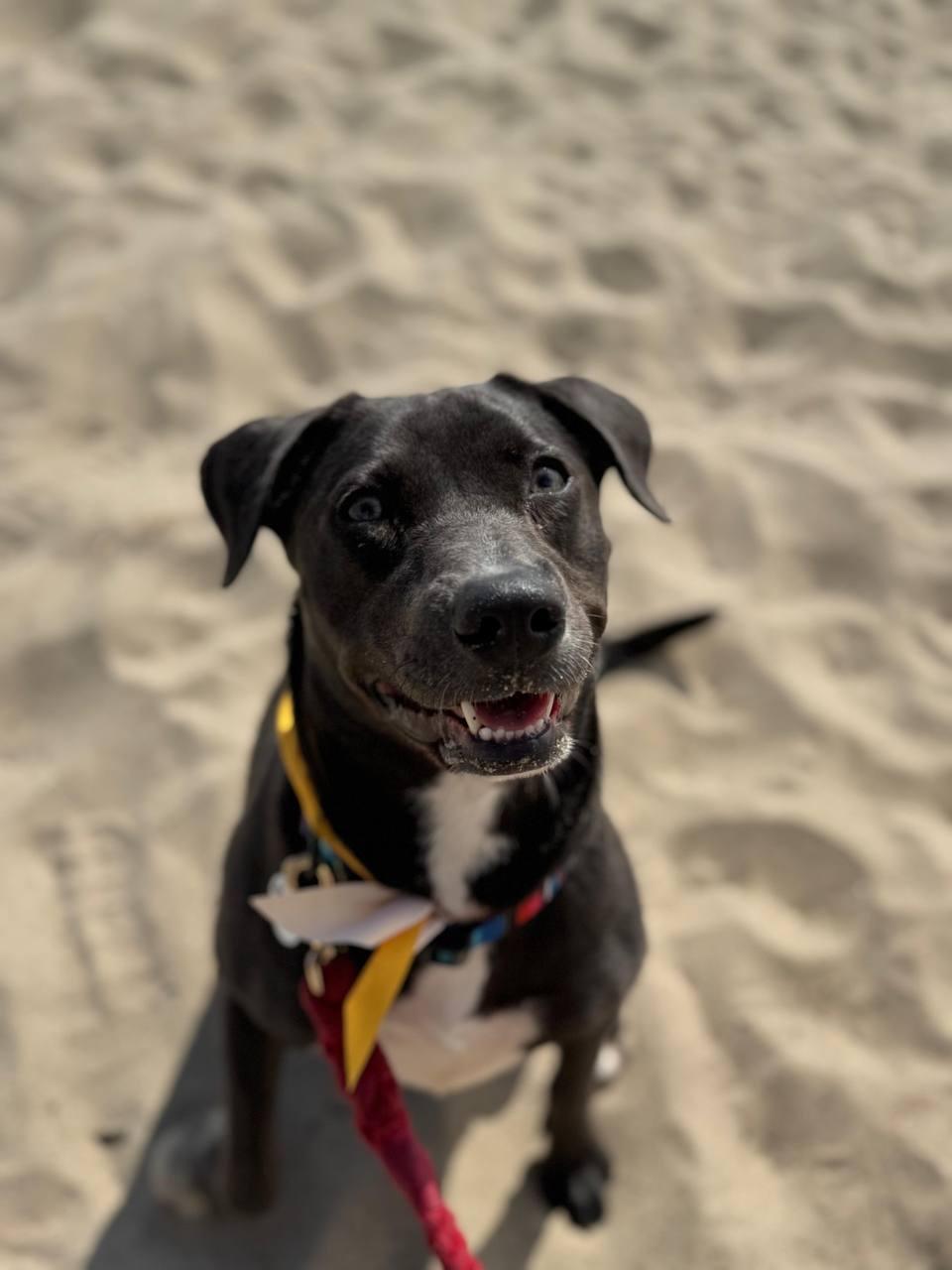 Tizzy, a Adoptable mixed breed in Los Angeles, CA image 4/6