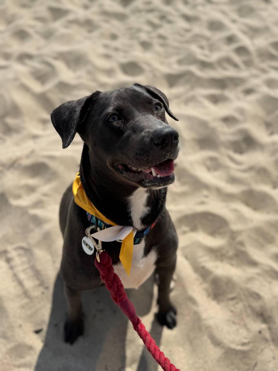 Tizzy, a Adoptable mixed breed in Los Angeles, CA image 5/6