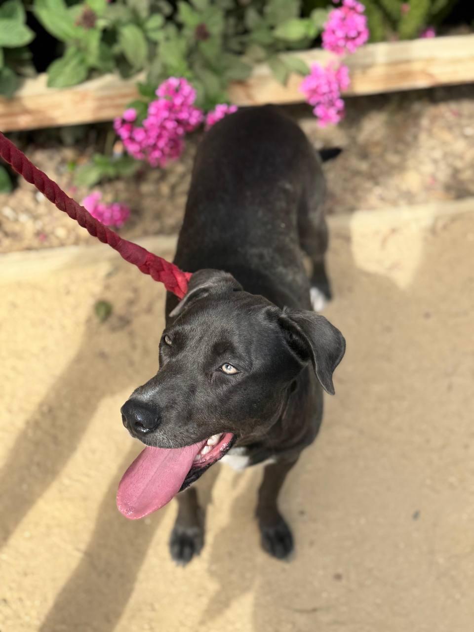 Tizzy, a Adoptable mixed breed in Los Angeles, CA image 6/6