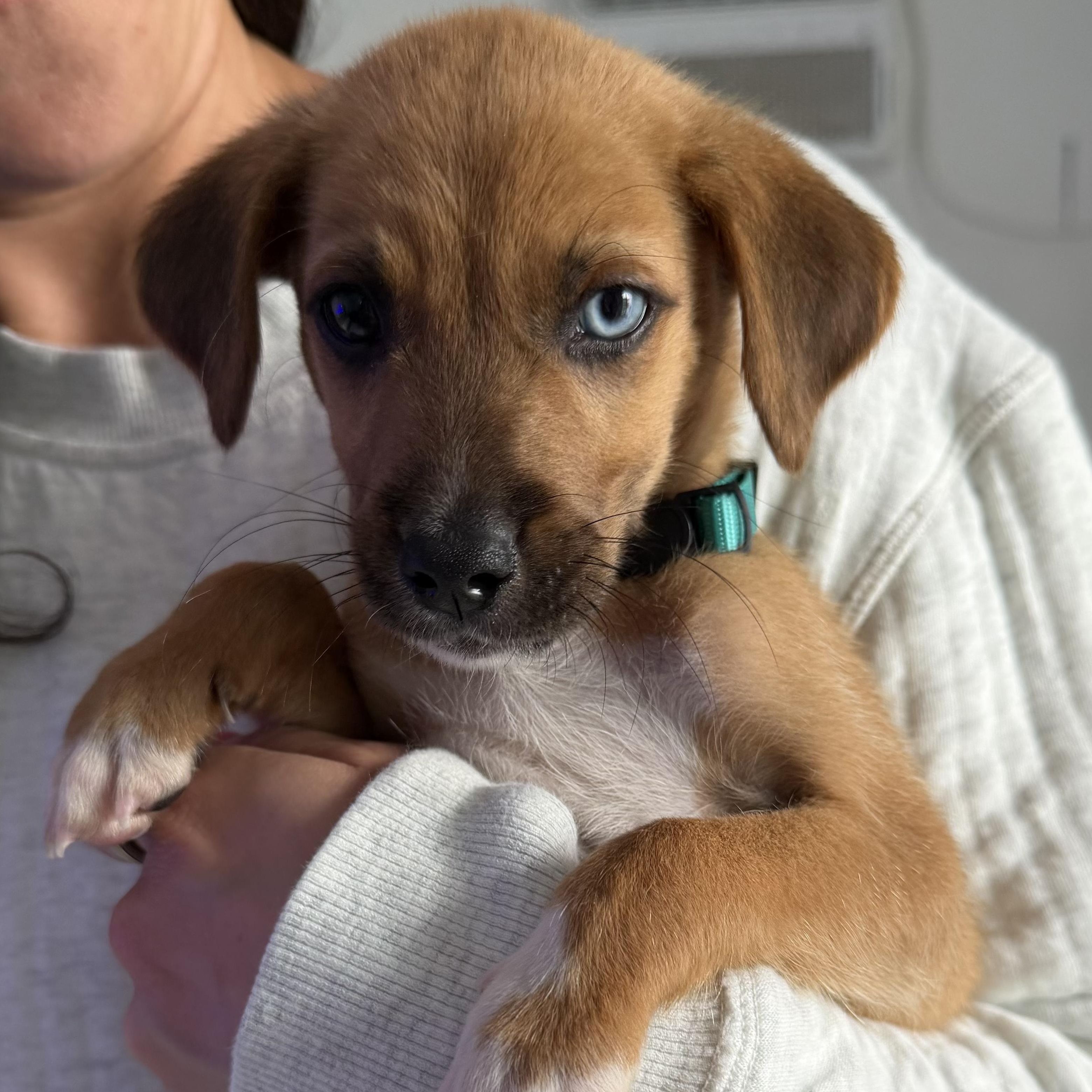 Coco Boy, an adopted mixed breed in Scarsdale, NY image 2/6