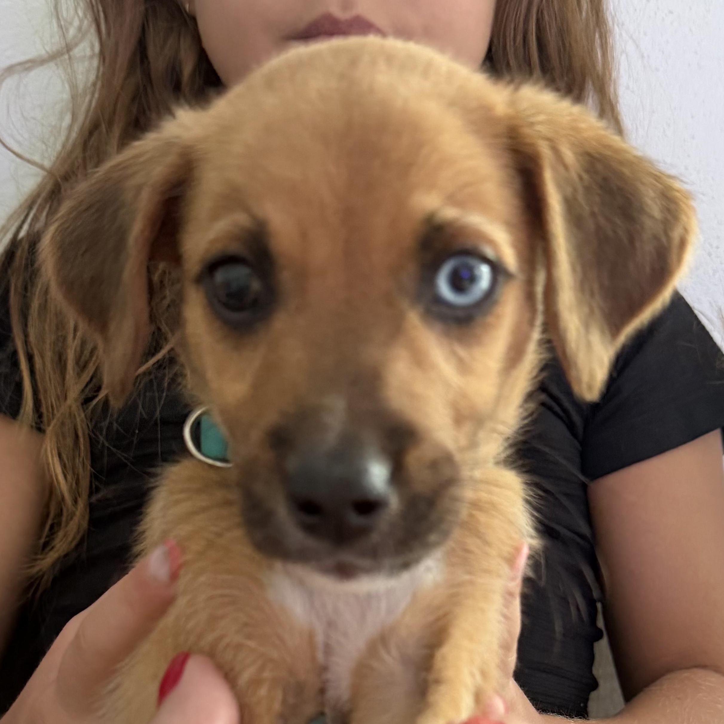 Coco Boy, an adopted mixed breed in Scarsdale, NY image 3/6