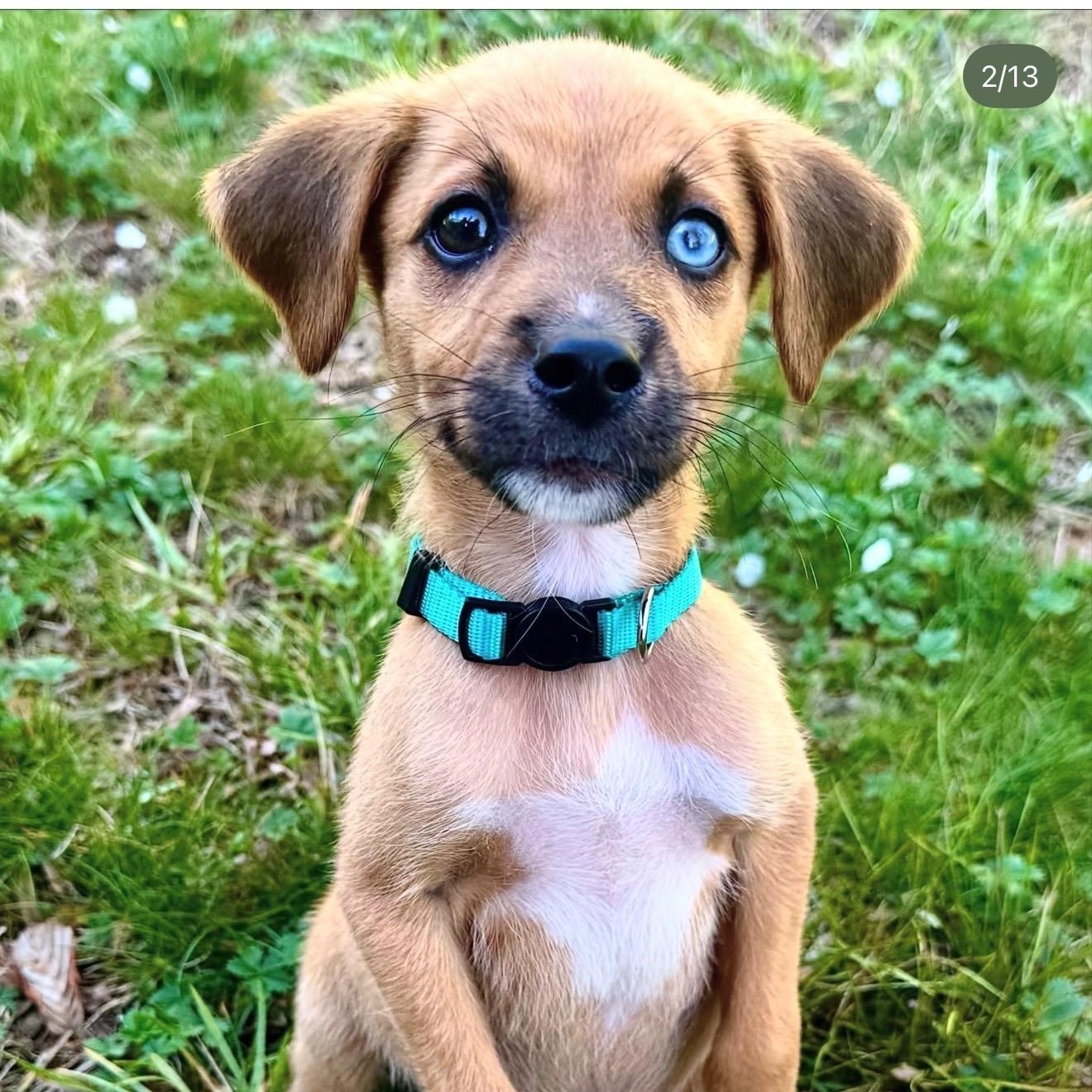 Coco Boy, adopted, Puppy Male Terrier.