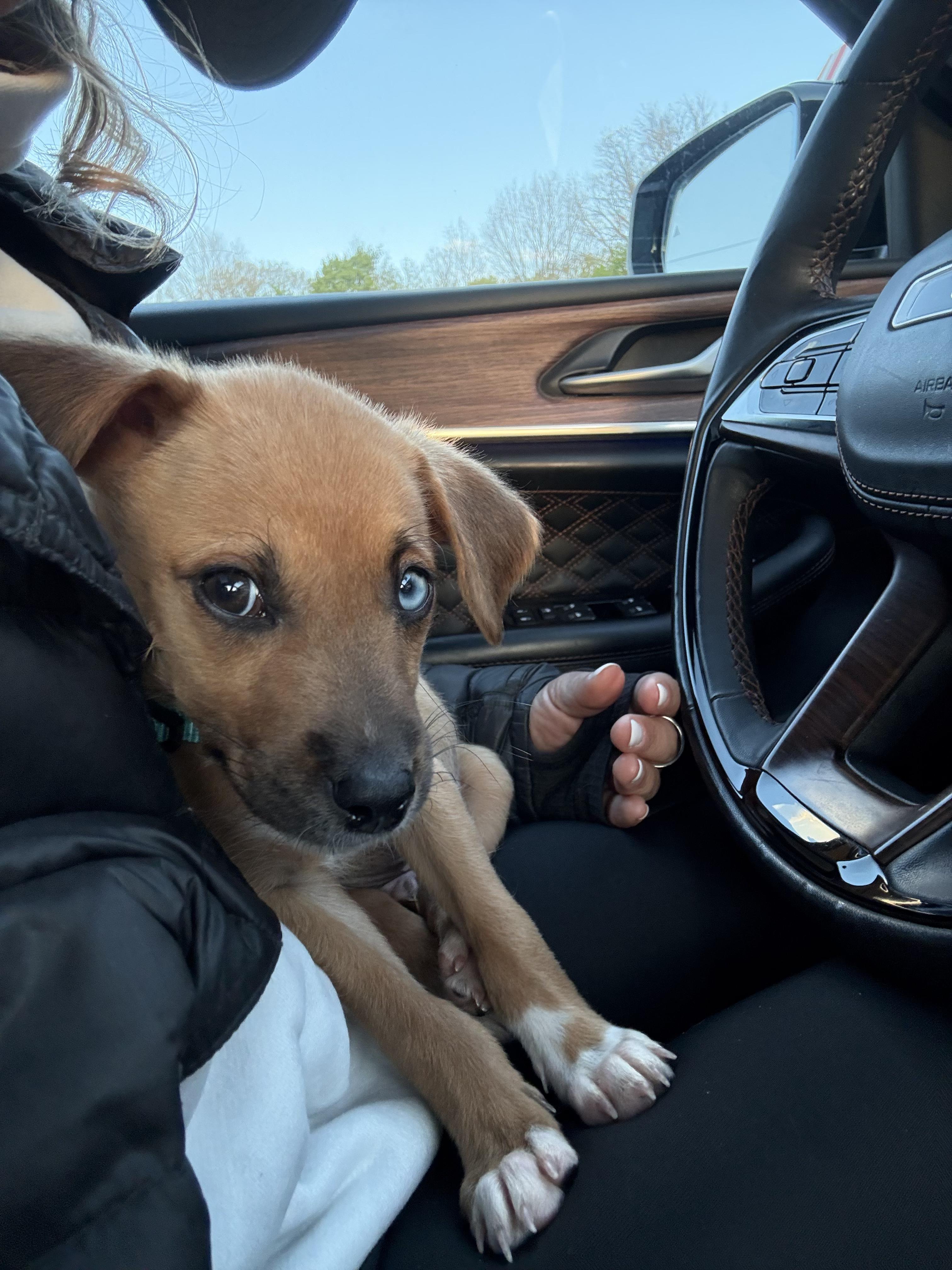 Coco Boy, an adopted mixed breed in Scarsdale, NY image 5/6