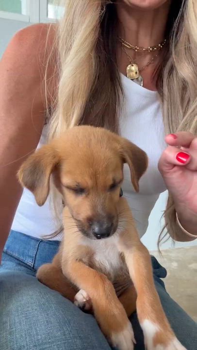 Enlarge Coco Boy, an adopted mixed breed in Scarsdale, NY video 6/6