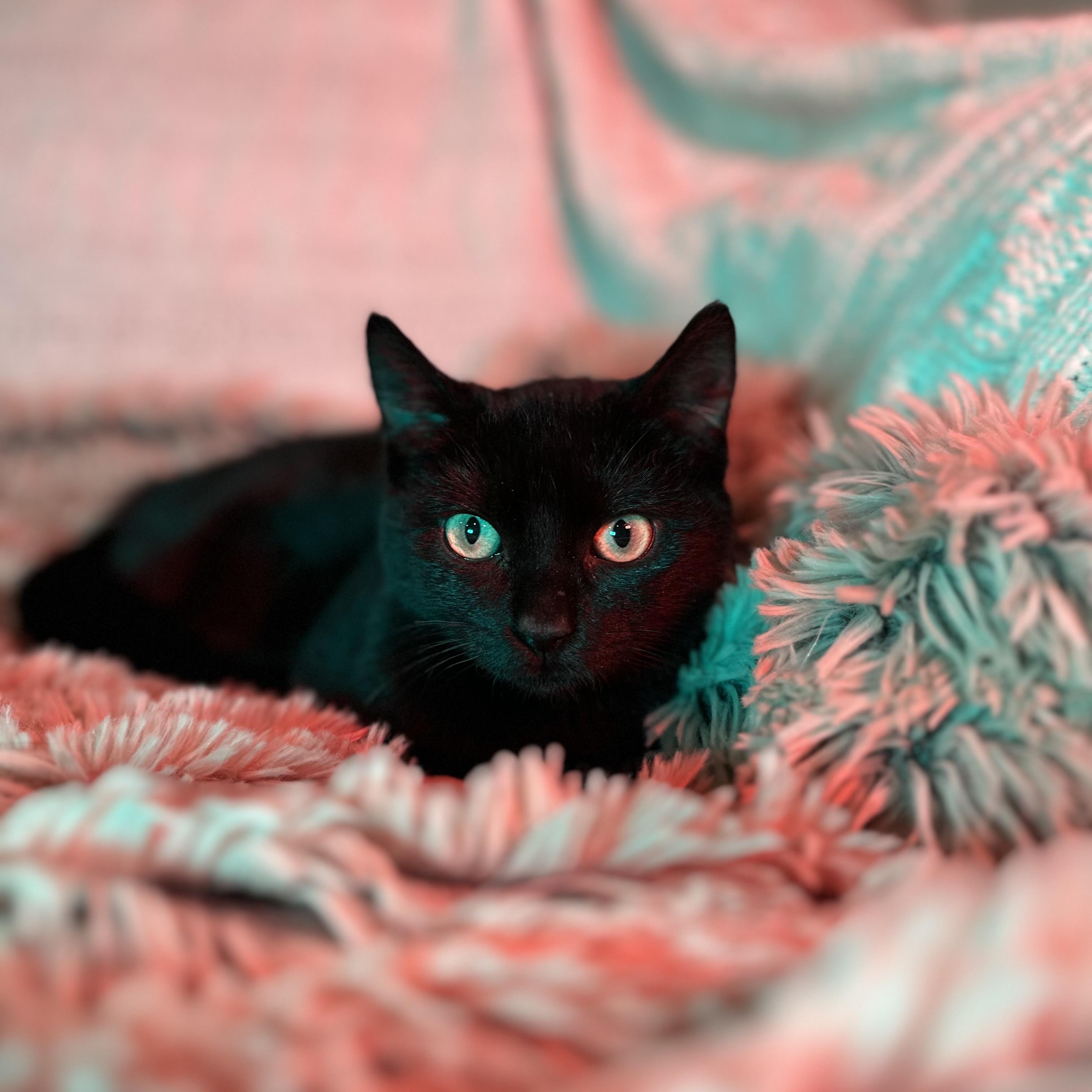 Enlarge Lómion, a Adoptable Domestic Short Hair in Fort Oglethorpe, GA image 1/4