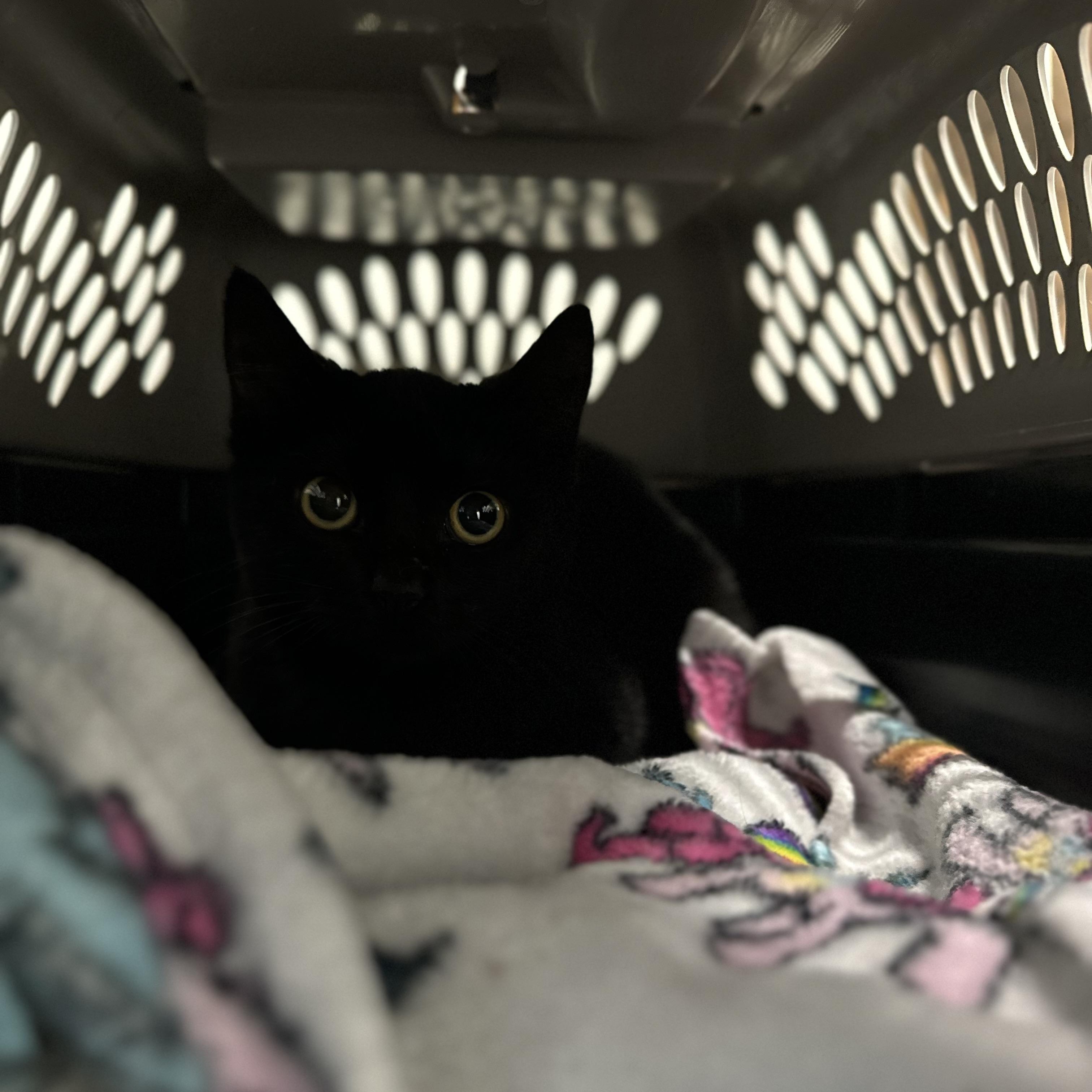 Enlarge Lómion, a Adoptable Domestic Short Hair in Fort Oglethorpe, GA image 4/4