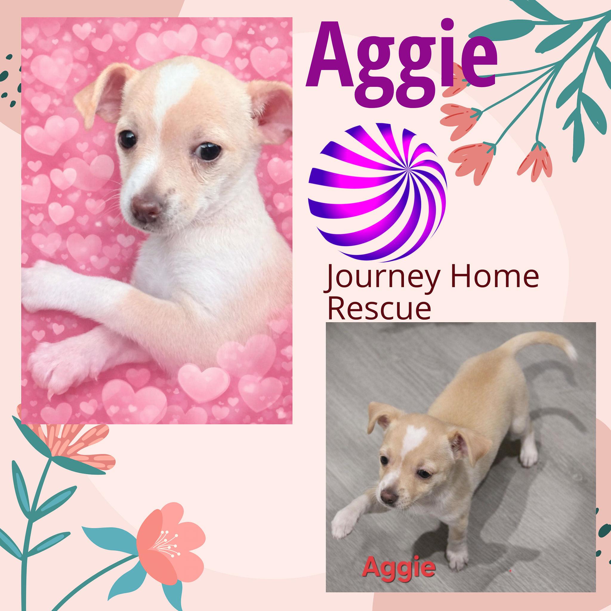 Enlarge Aggie, a ADOPTABLE mixed breed in East Wenatchee, WA image 1/1