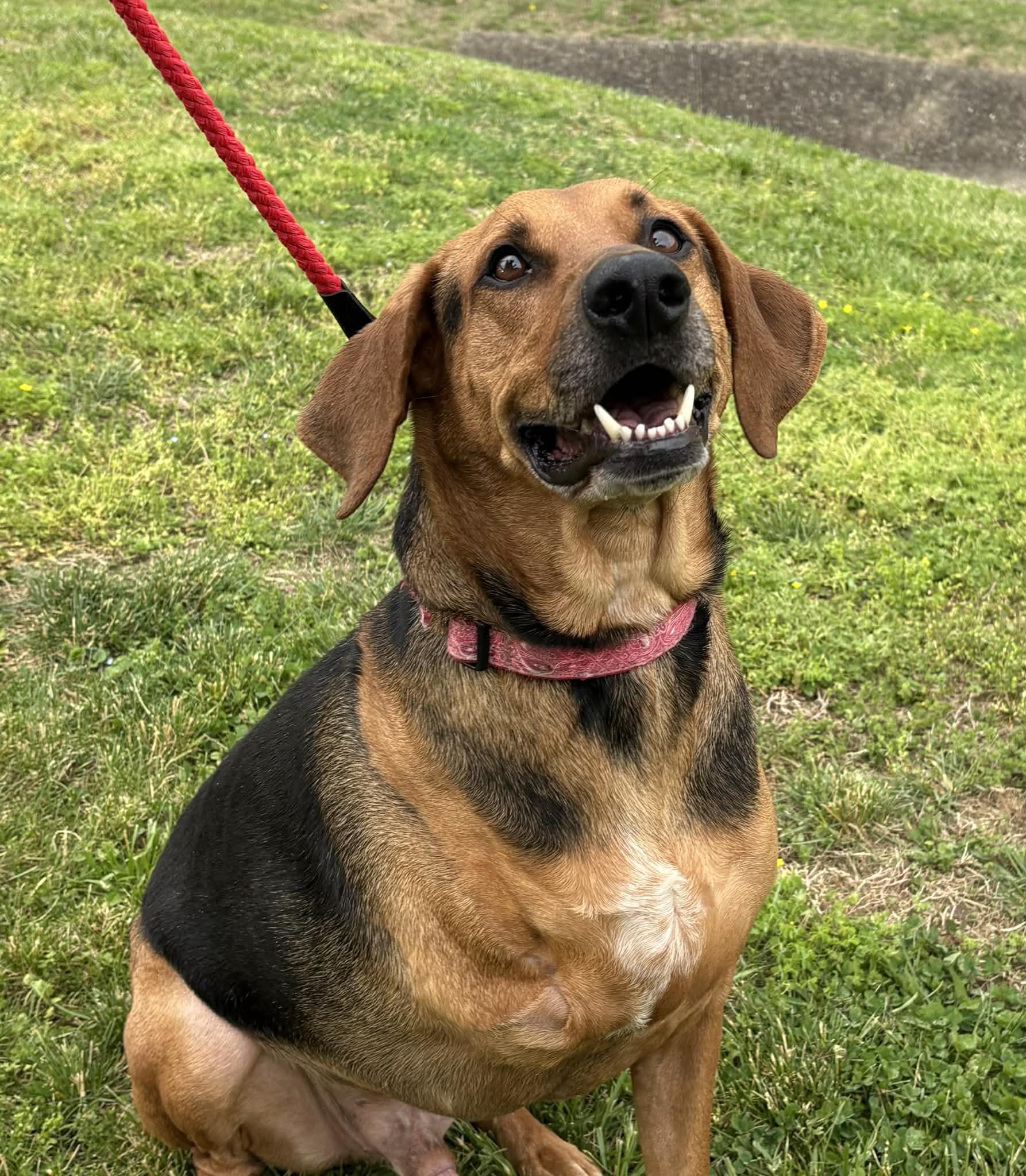 Enlarge Jake-Available! www.lhar.dog to apply! , a ADOPTABLE mixed breed in Frederick, MD image 2/6