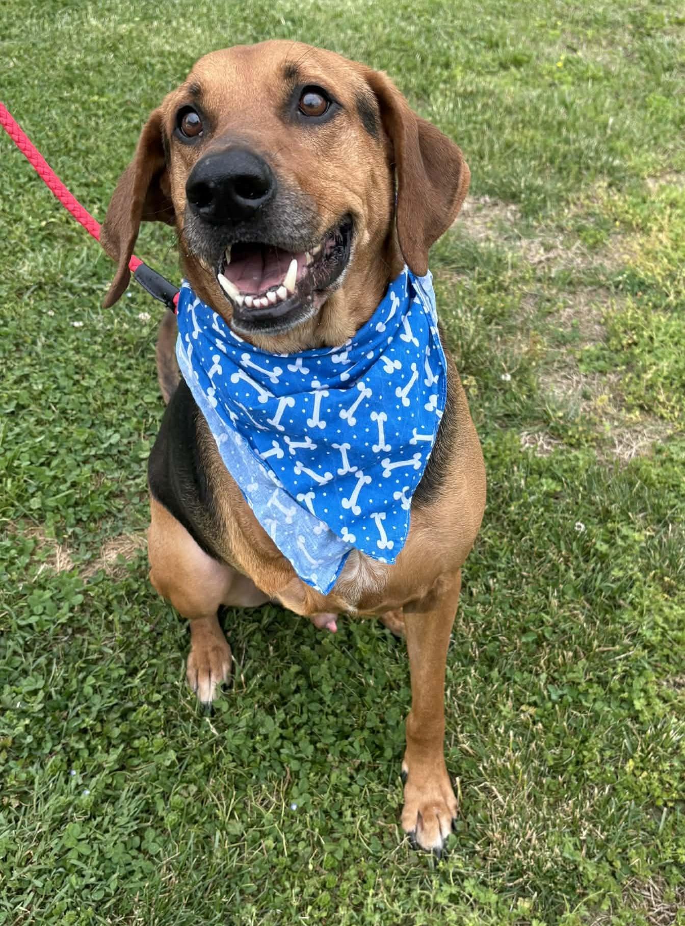 Enlarge Jake-Available! www.lhar.dog to apply! , a ADOPTABLE mixed breed in Frederick, MD image 3/6