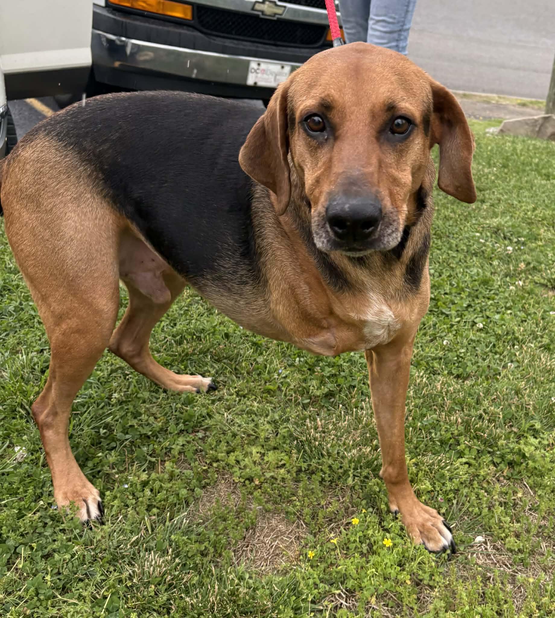 Enlarge Jake-Available! www.lhar.dog to apply! , a ADOPTABLE mixed breed in Frederick, MD image 4/6