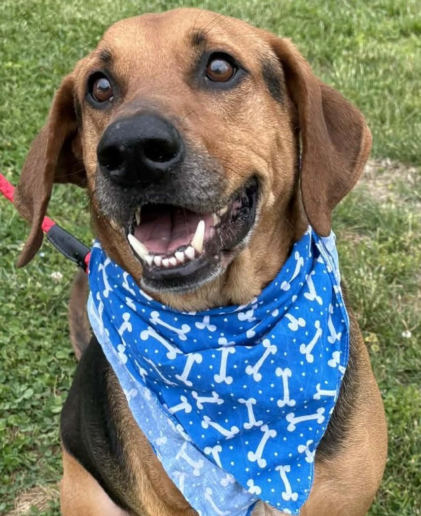 Enlarge Jake-Available! www.lhar.dog to apply! , a ADOPTABLE mixed breed in Frederick, MD image 1/6