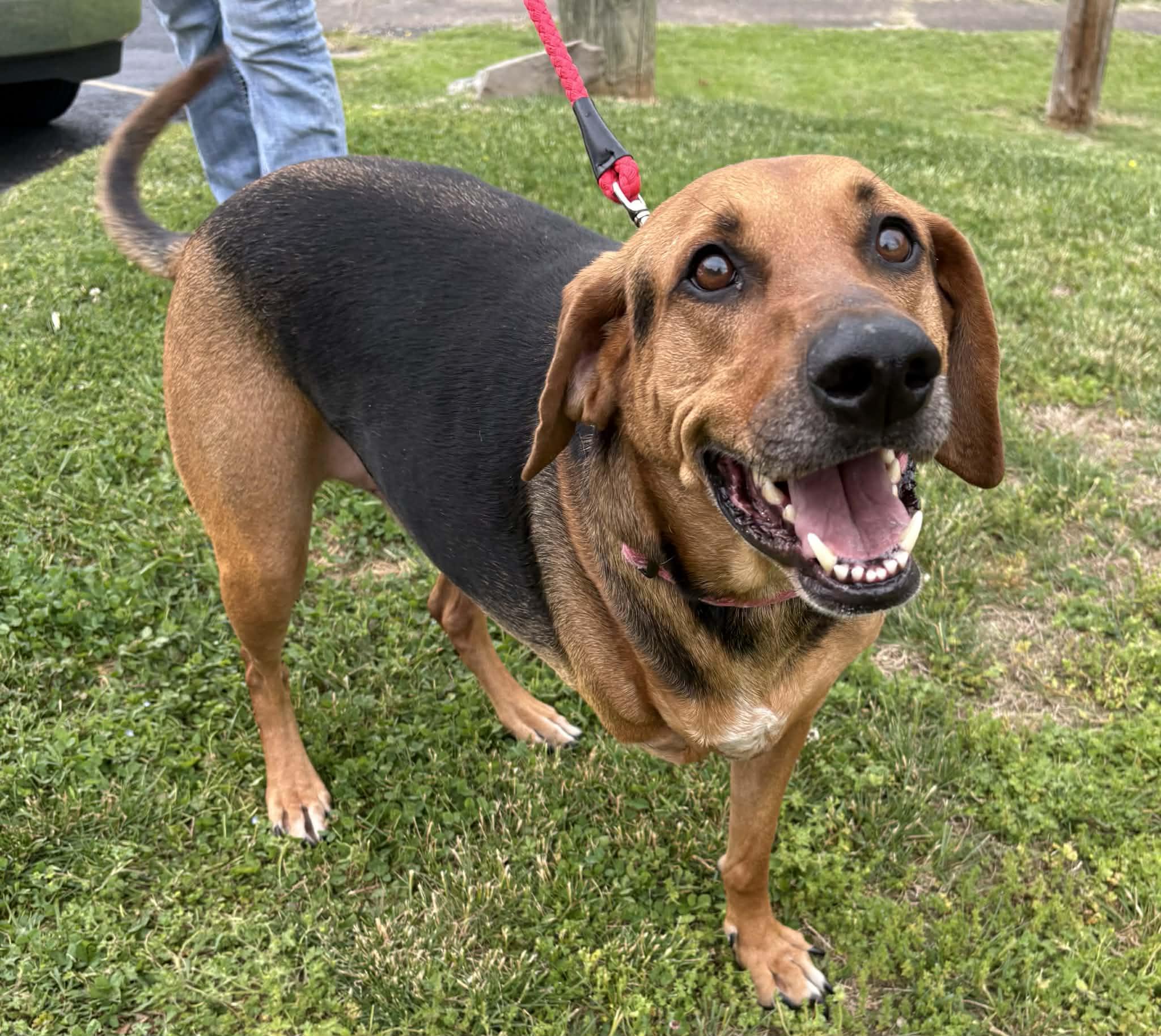 Enlarge Jake-Available! www.lhar.dog to apply! , a ADOPTABLE mixed breed in Frederick, MD image 6/6
