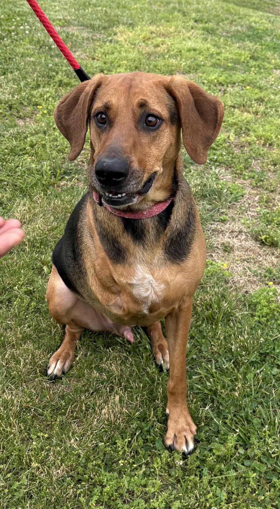 Enlarge Jake-Available! www.lhar.dog to apply! , a ADOPTABLE mixed breed in Frederick, MD image 5/6
