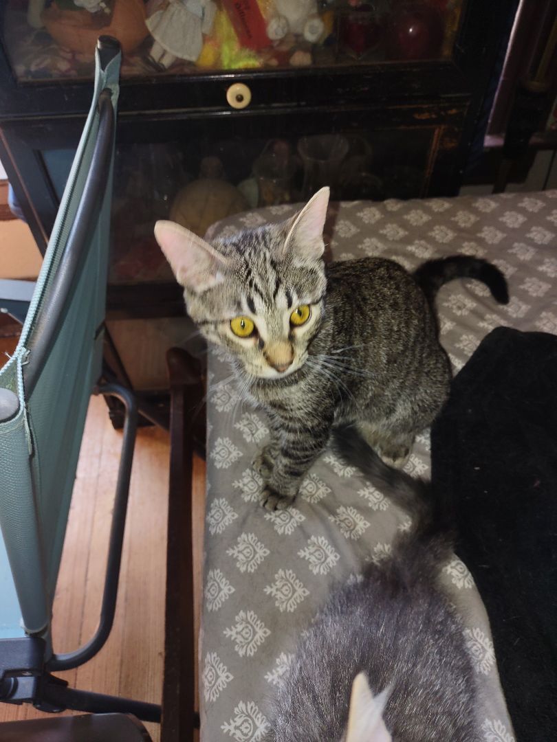 Robyn, Adoptable, Adult Male Domestic Short Hair & Tabby.