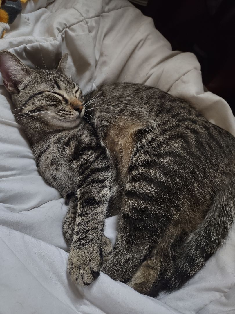 Robyn, a Adoptable mixed breed in Fort Worth, TX image 2/10