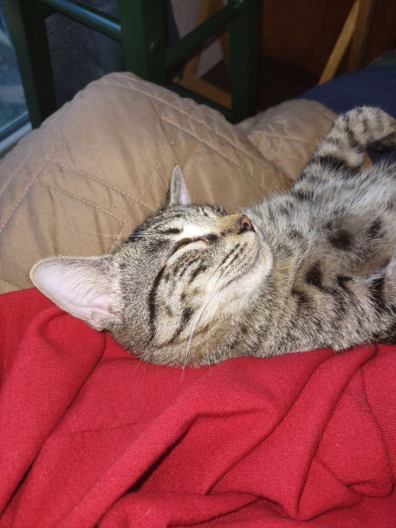 Robyn, a Adoptable mixed breed in Fort Worth, TX image 3/10