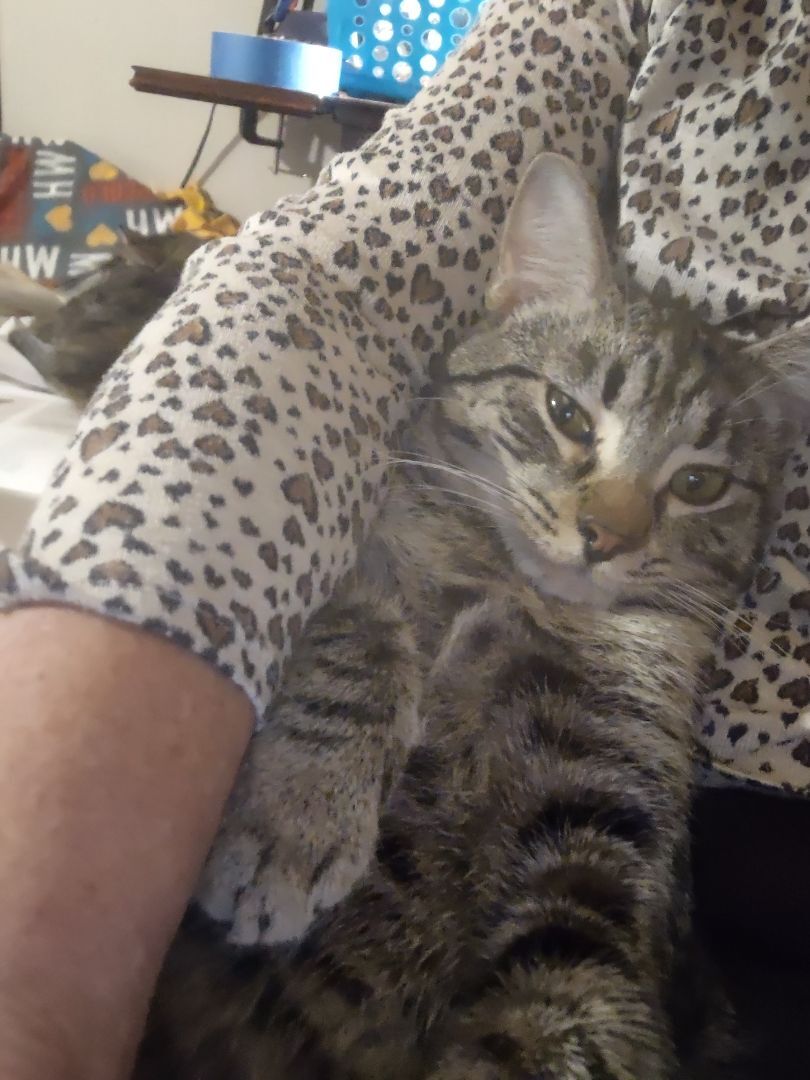 Robyn, a Adoptable mixed breed in Fort Worth, TX image 4/10